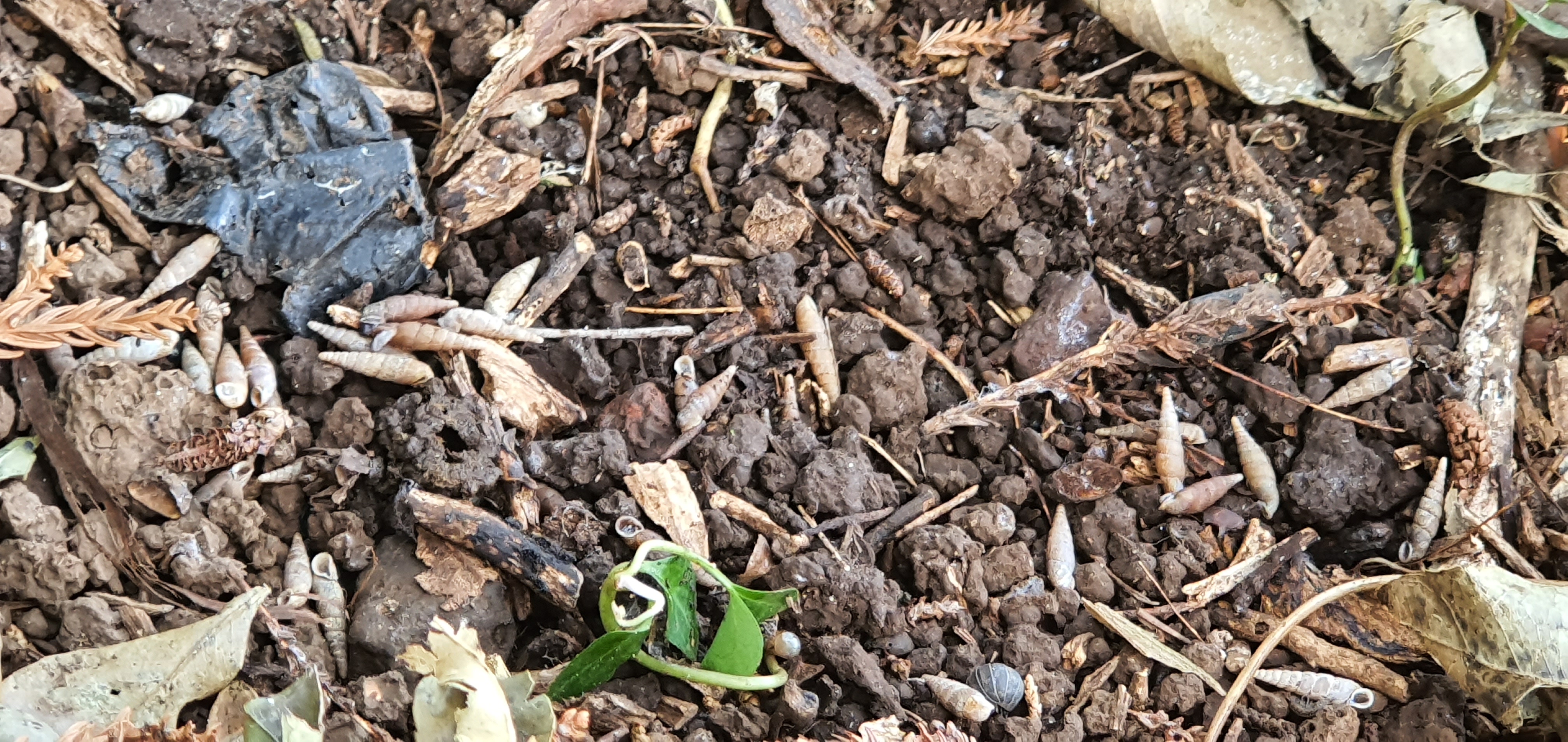 이 벌래가 무엇일까요?