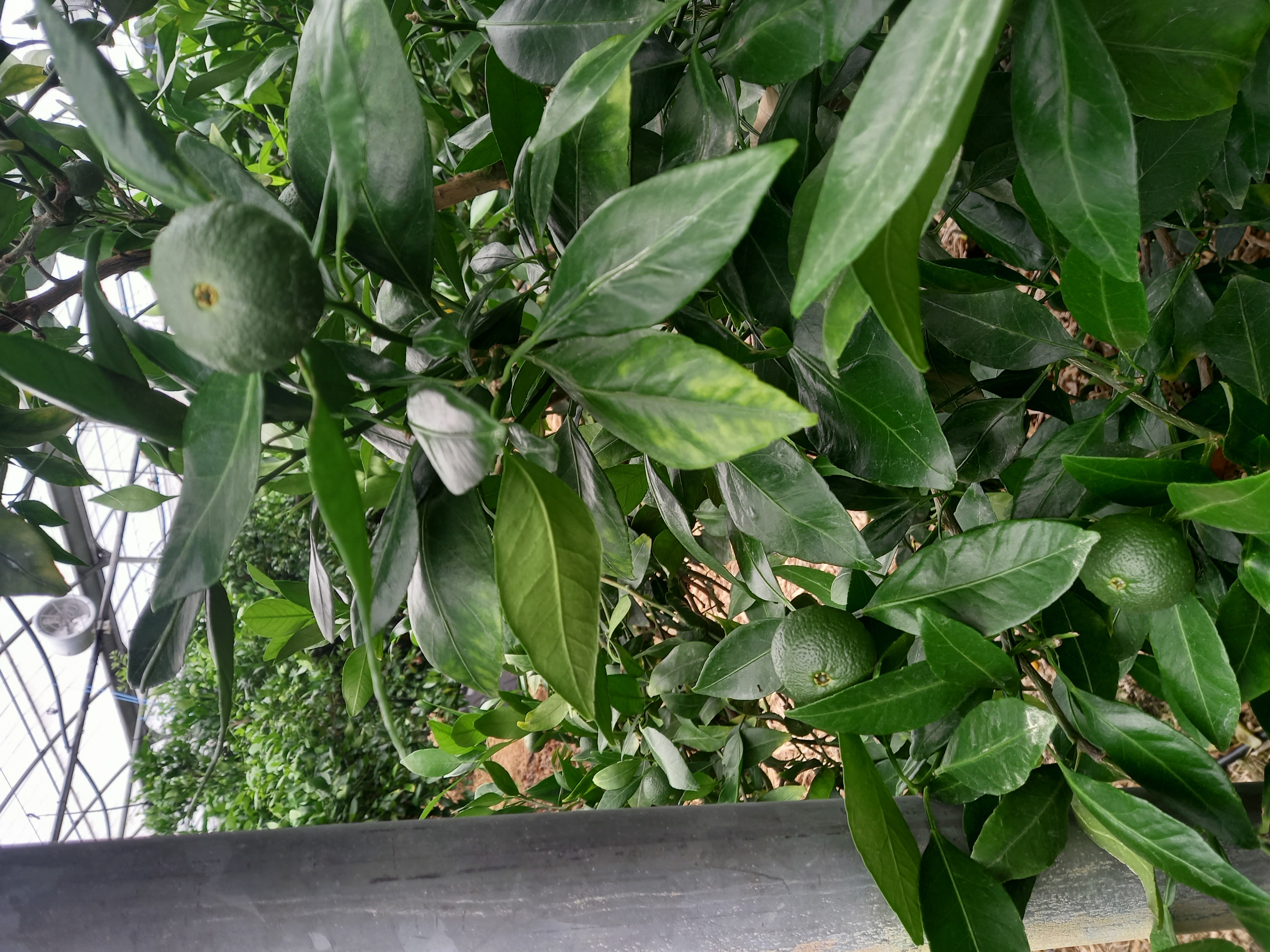 레드향 열매문의