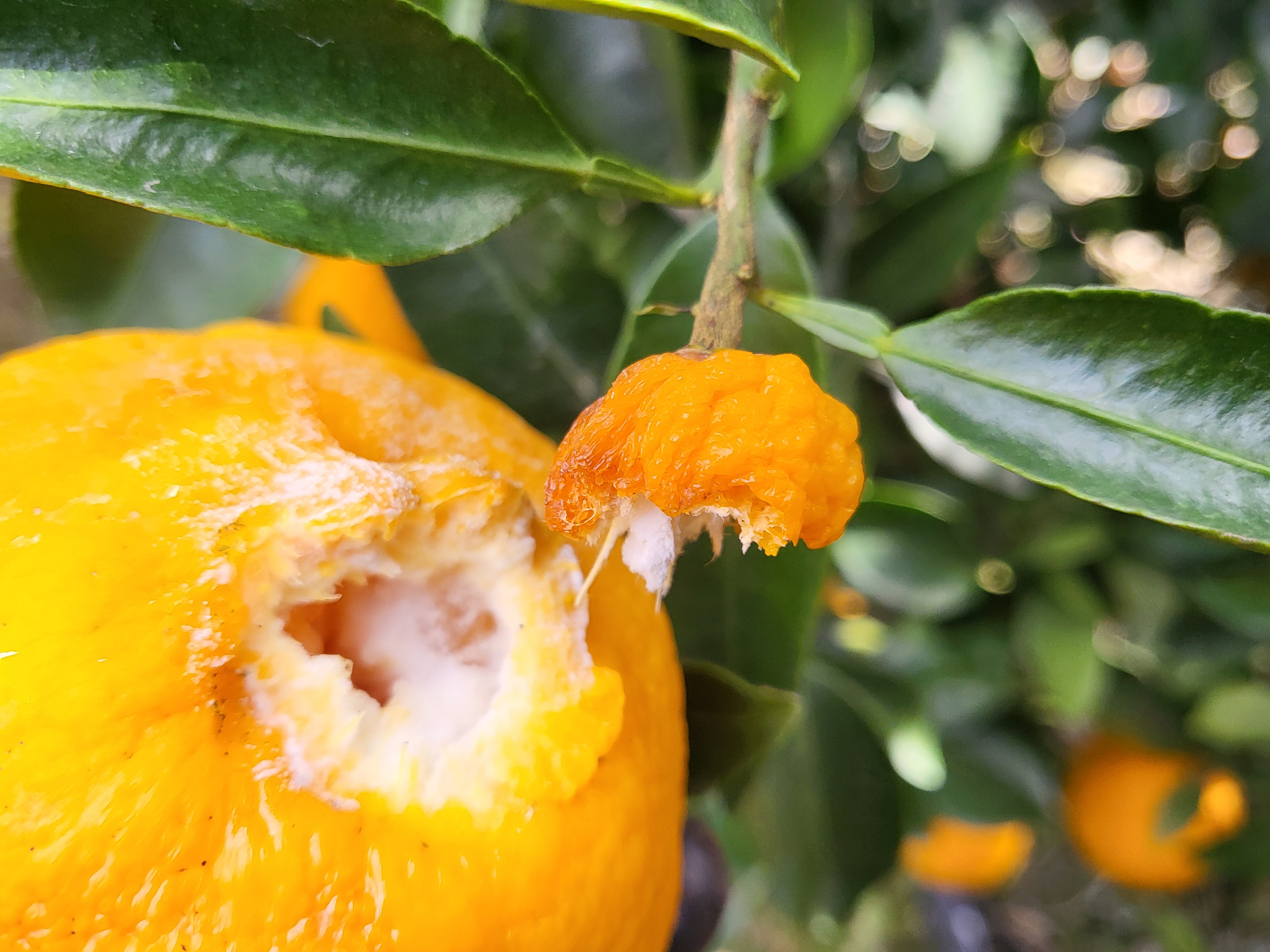 노지한라봉 꼭지