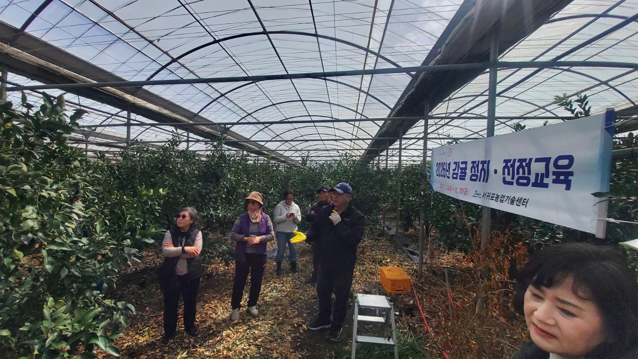 2026년 만감류 정지전정 교육(위미농협) 