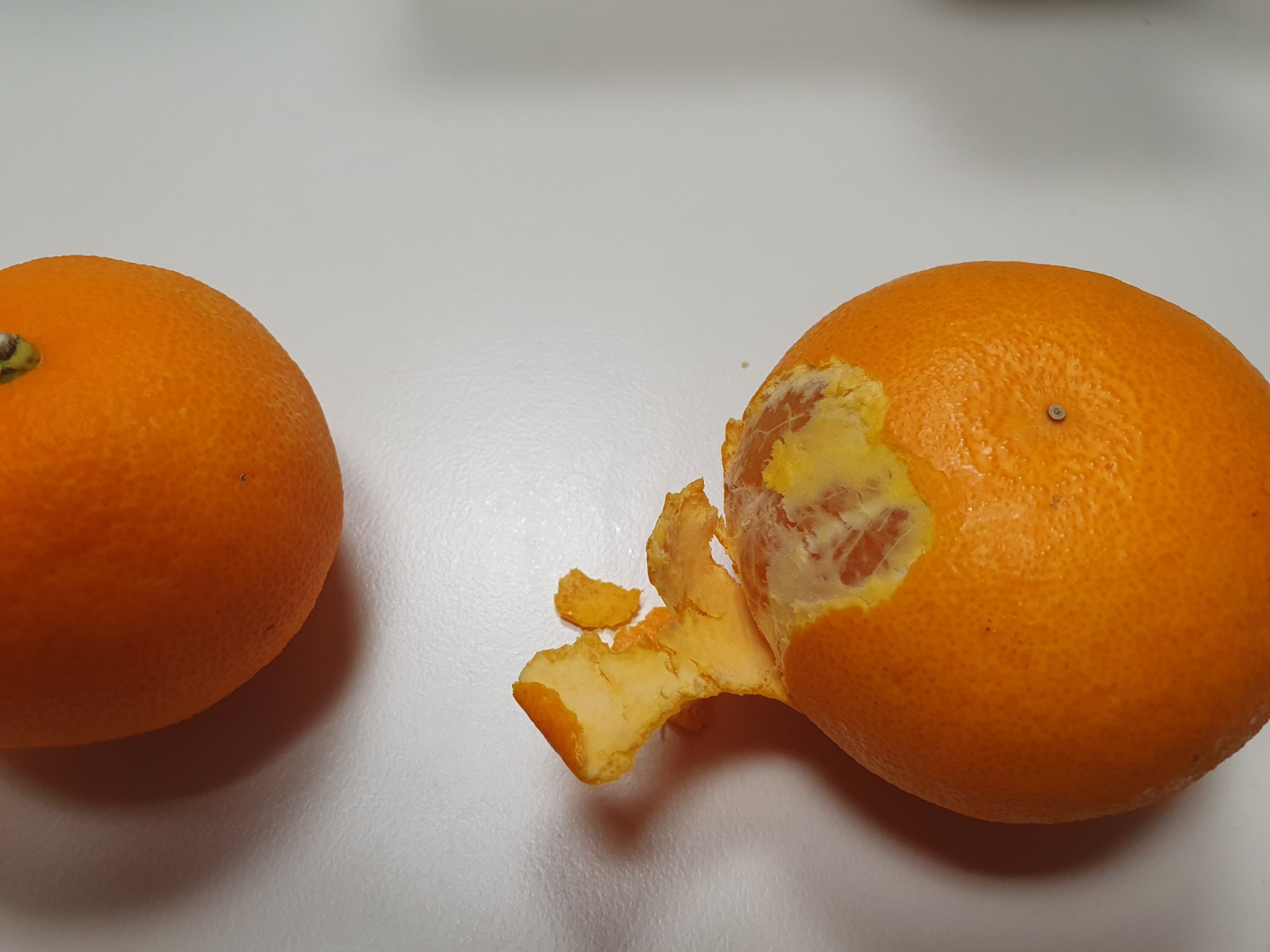 감귤 판별이 가능한가요??