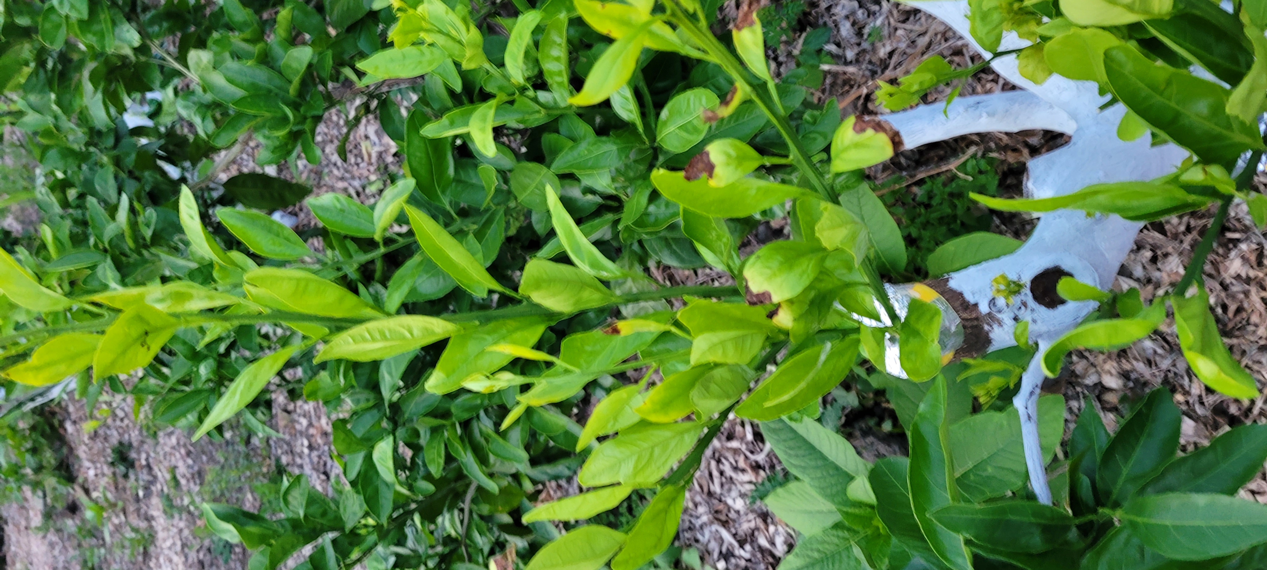 접순 새순이 검게 변하는 원인이?