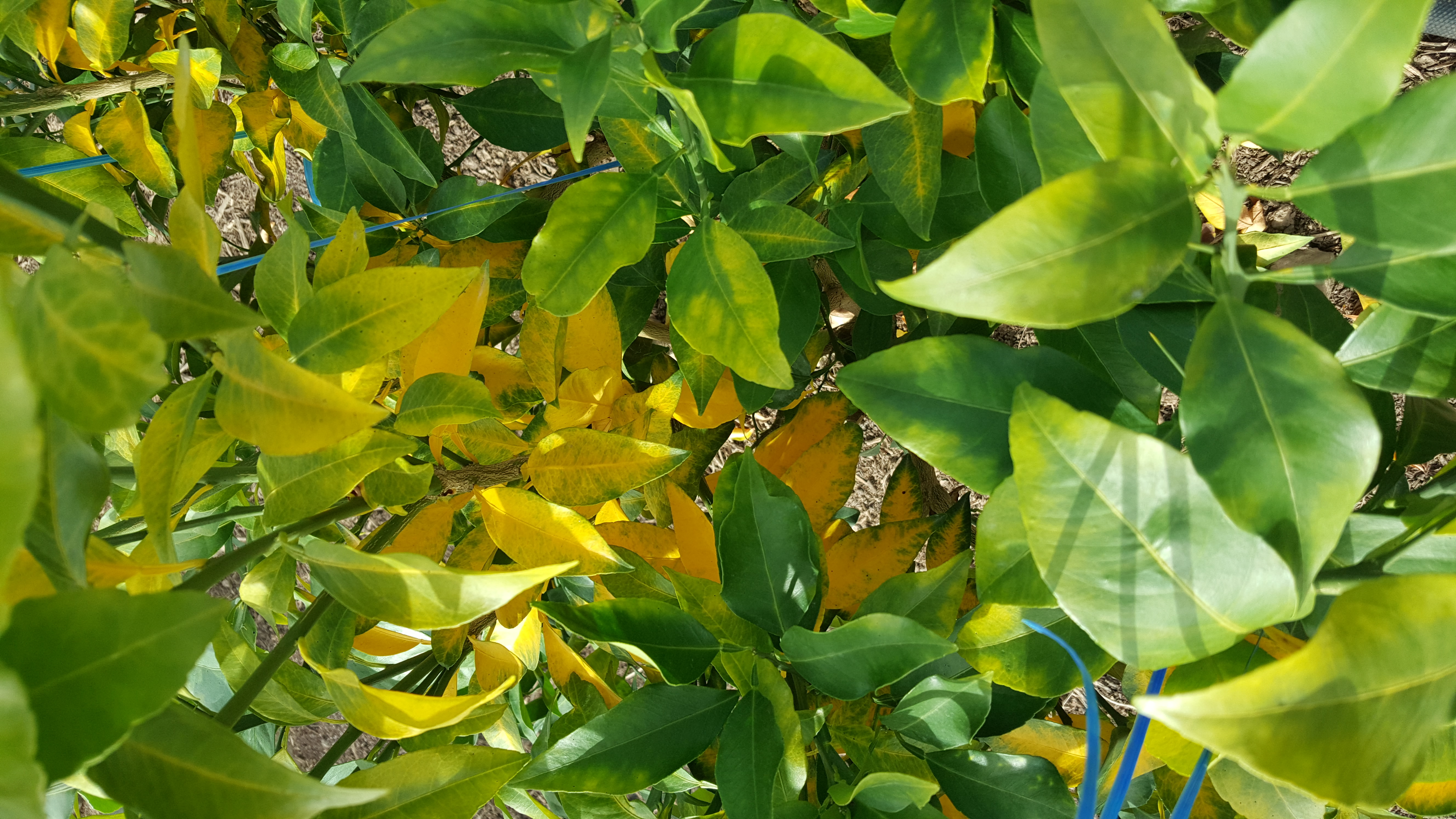 황금향 상담입니다