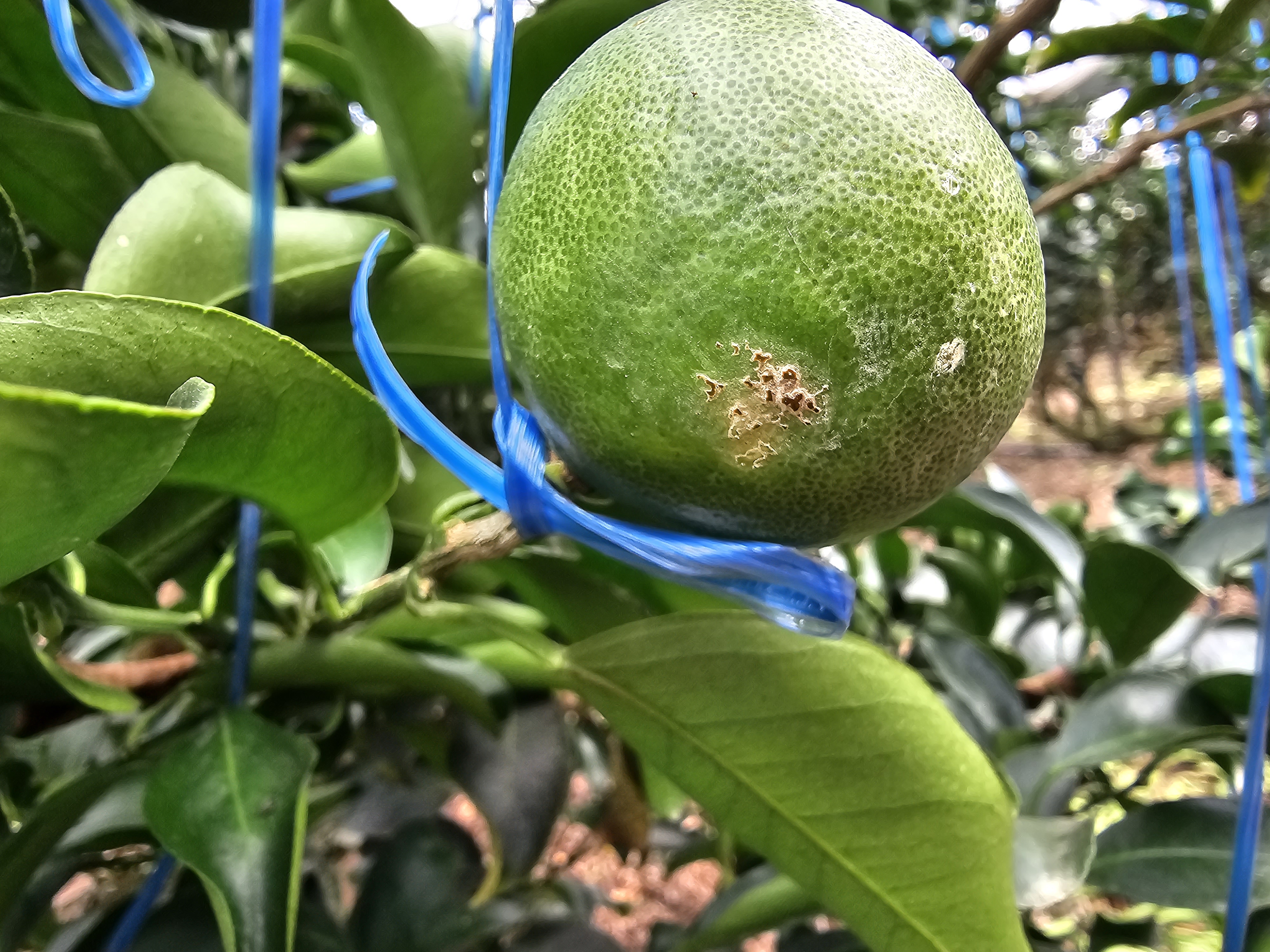 천혜향 과실 병충해 관련 문의드립니다
