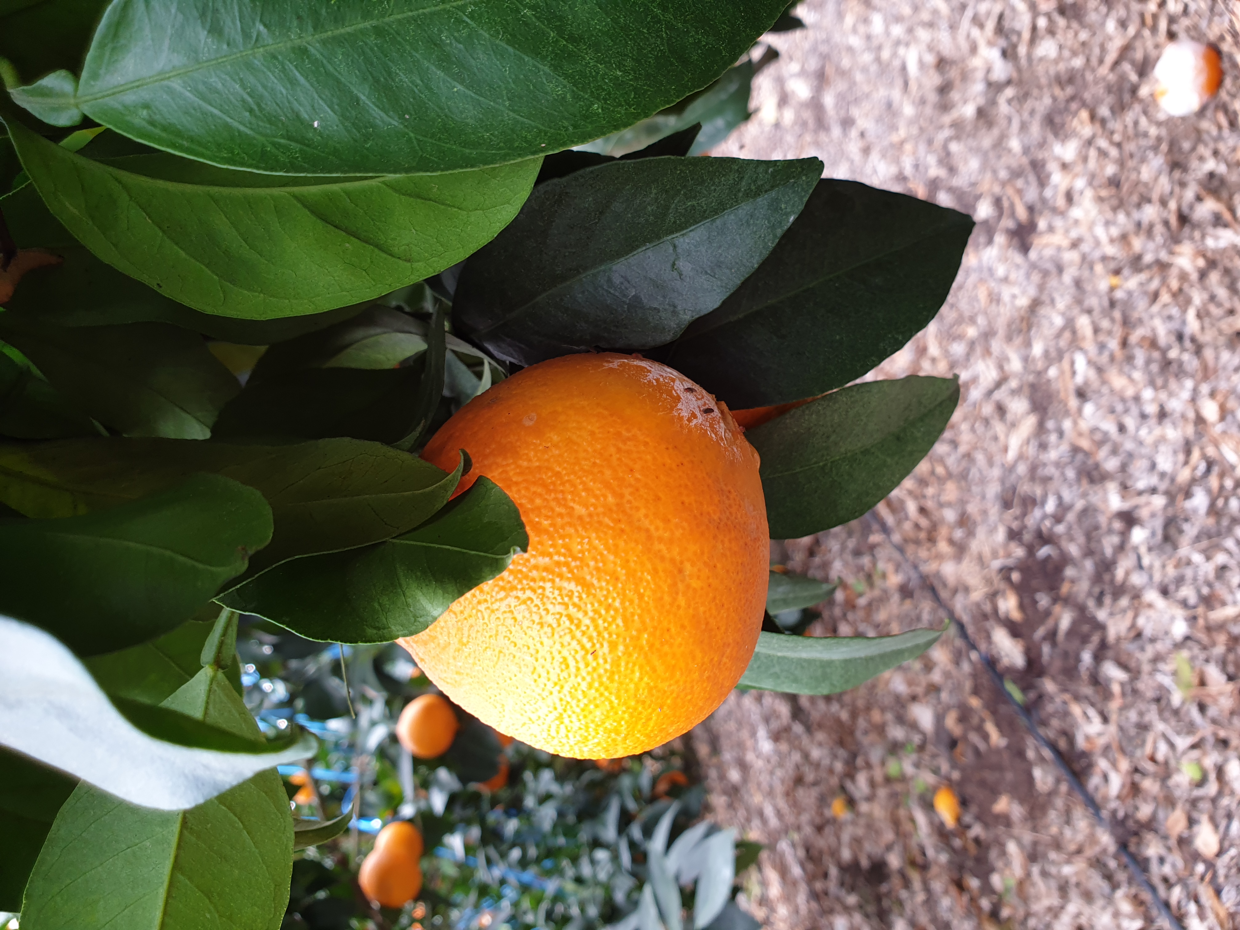 수확기 황금향 깨짐 현상