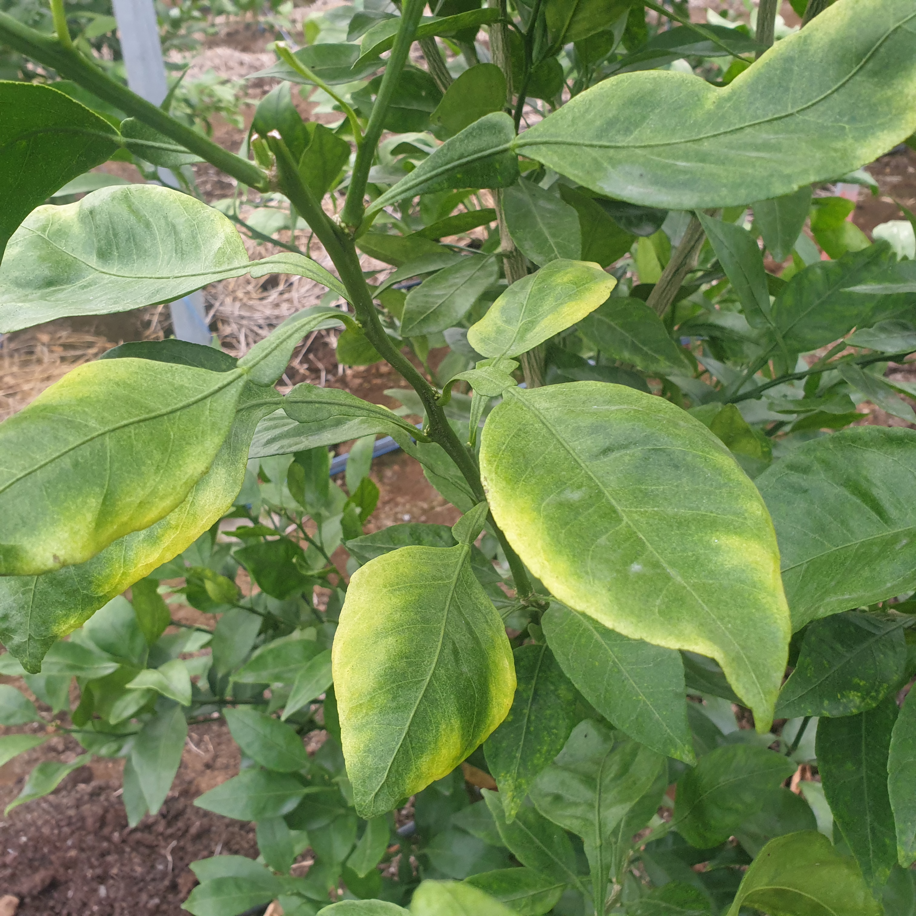 레드향 잎이 색생