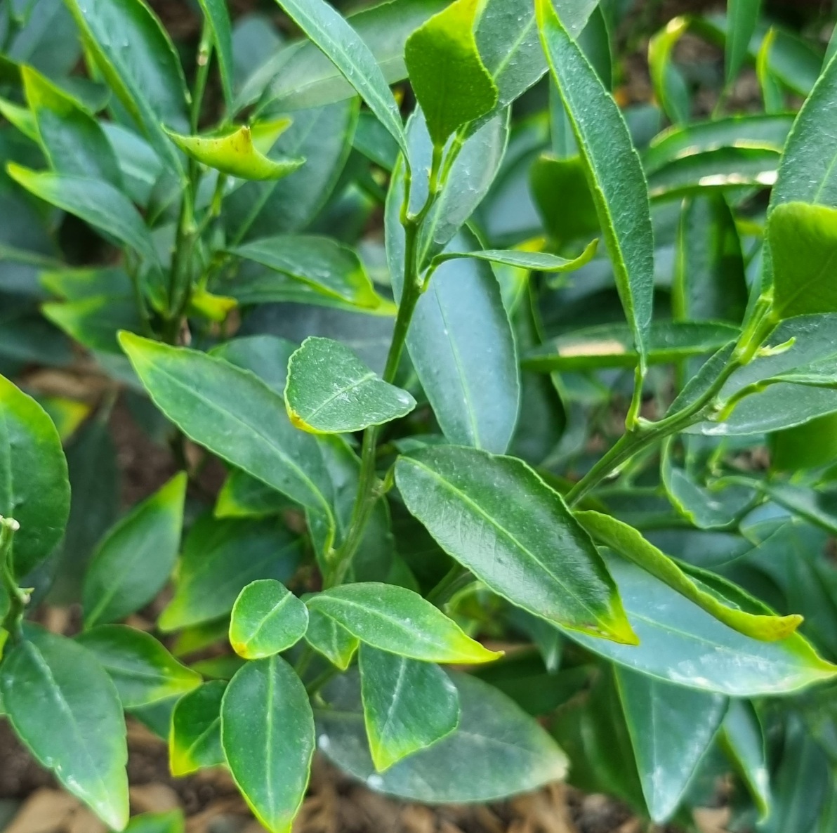 천혜향 잎끝 변색