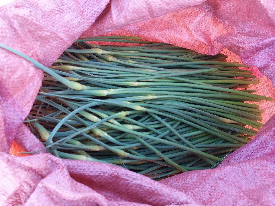 장새미 마늘쫑 뽑기 