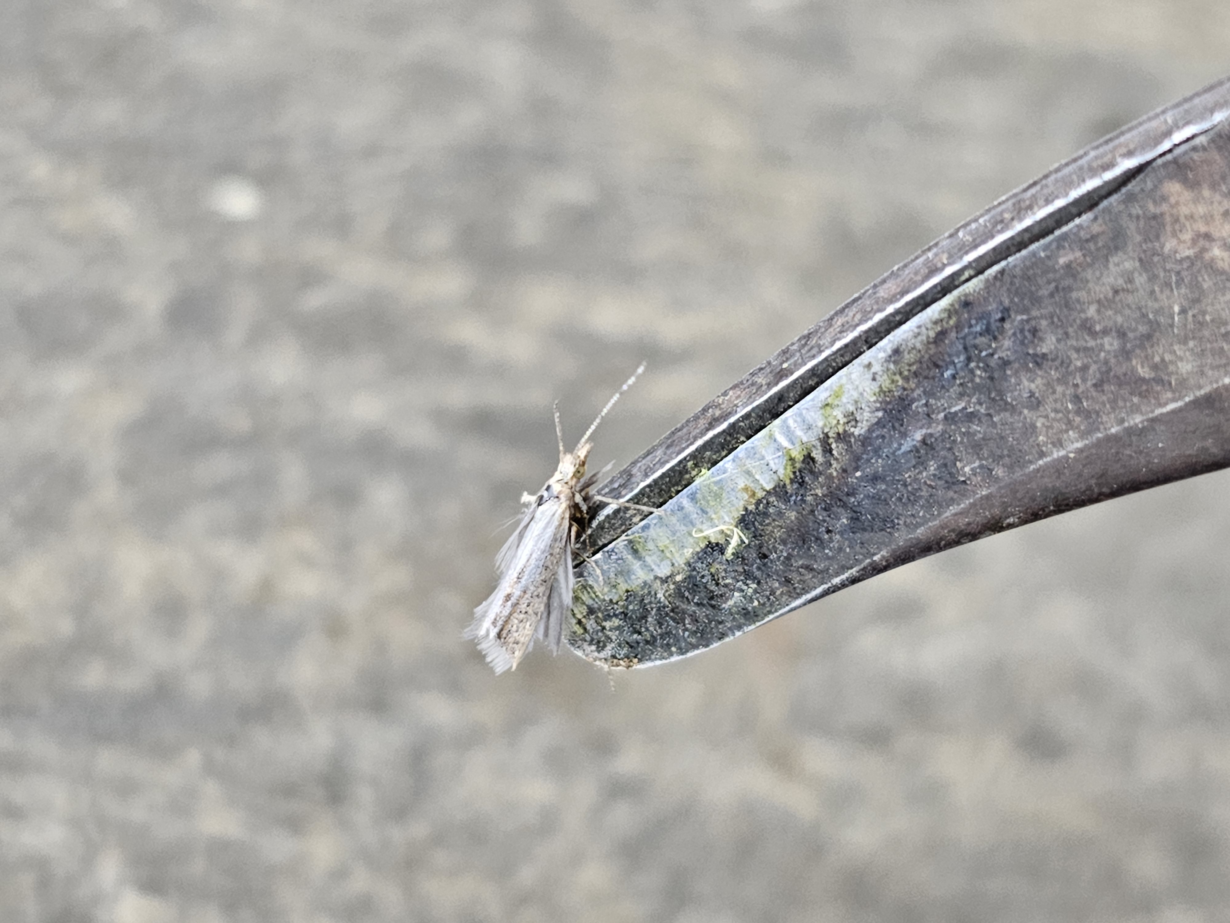 무슨 나방인가요?