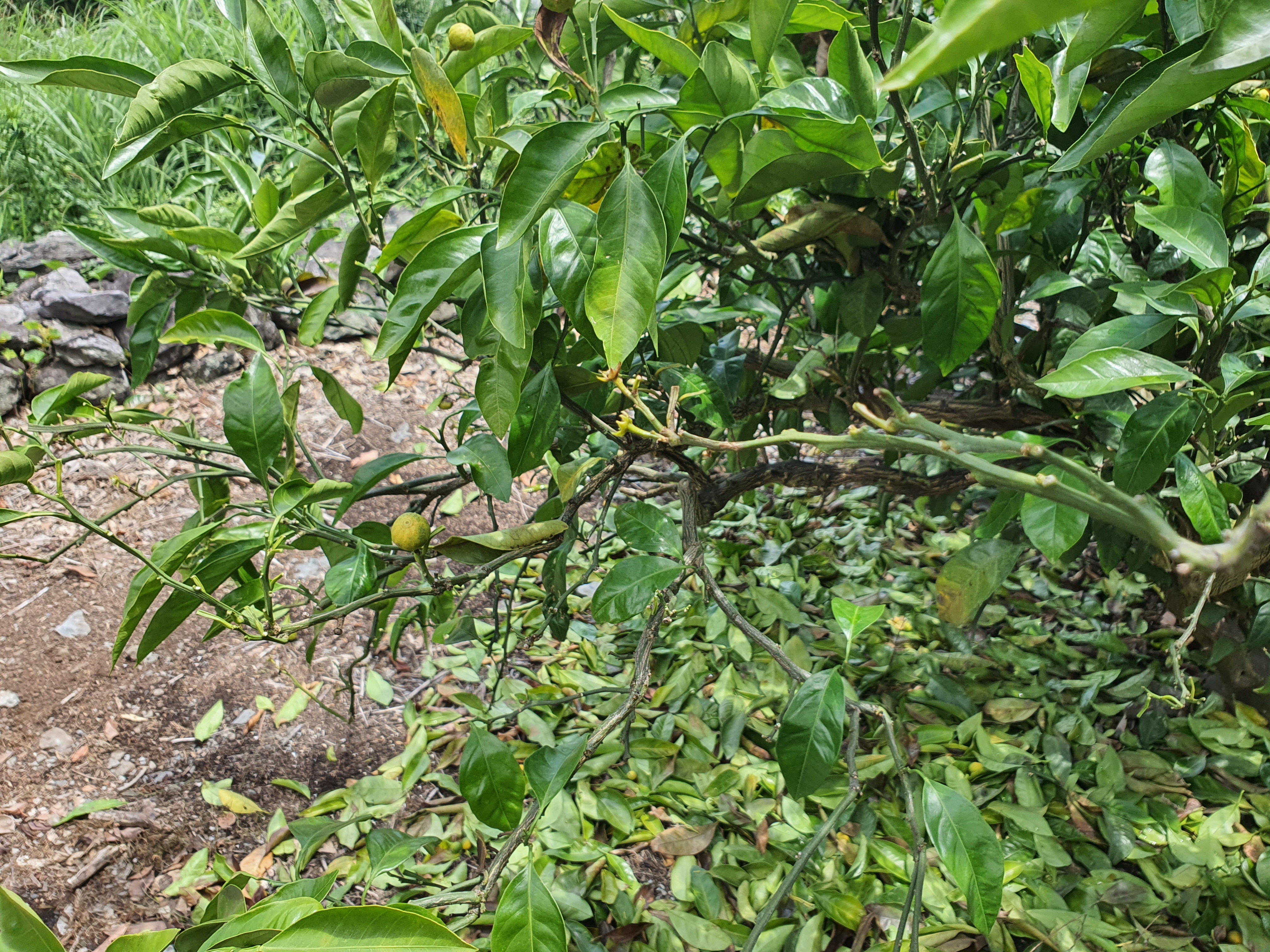 감귤잎이 떨어져요