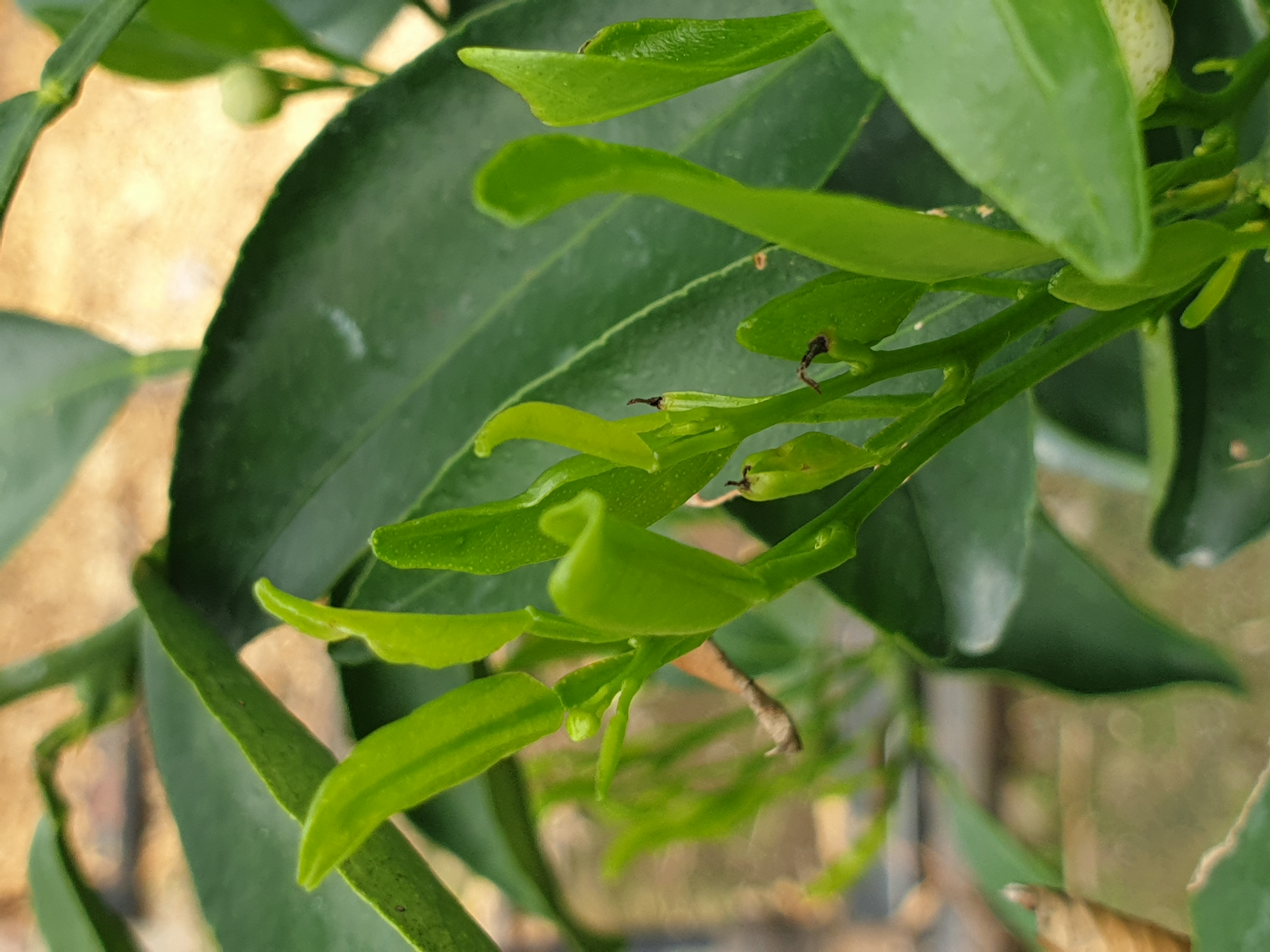 천혜향 새순 문의