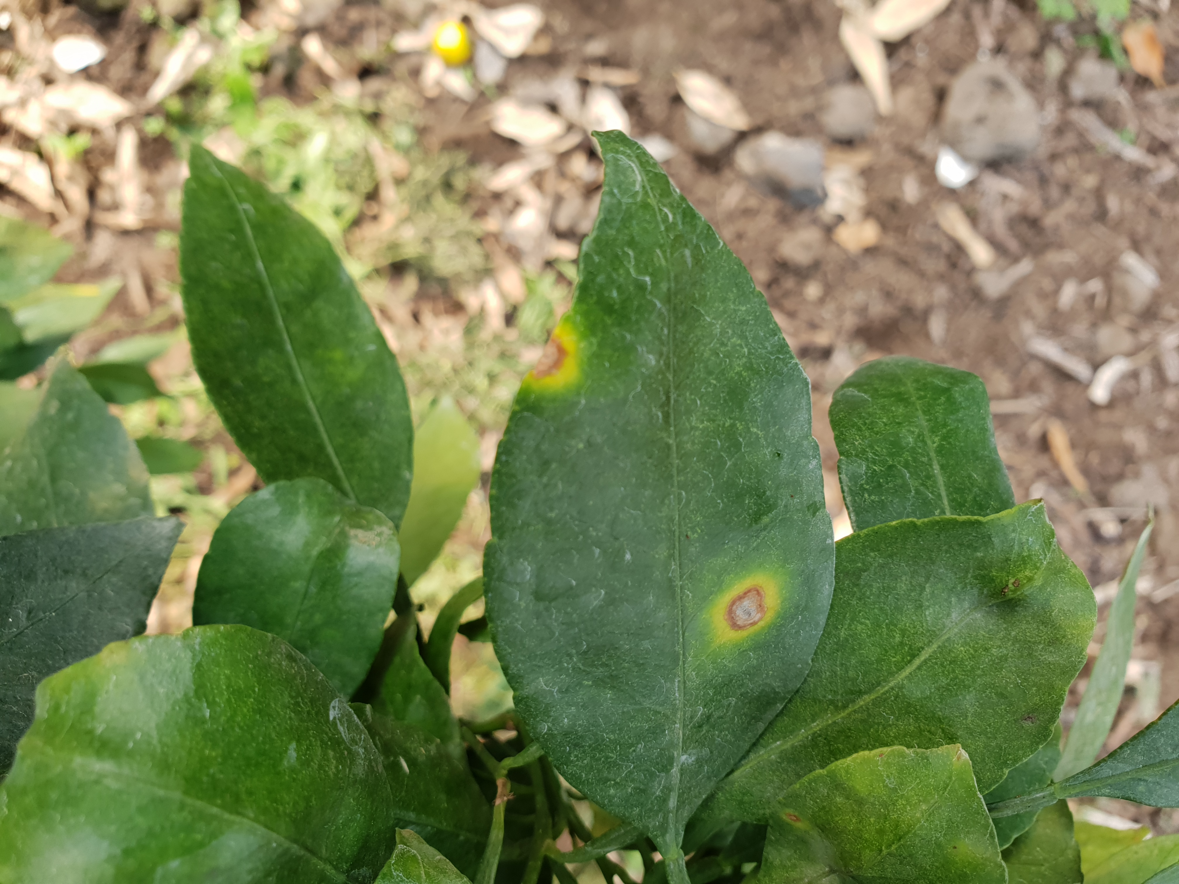 노지감귤 병해충