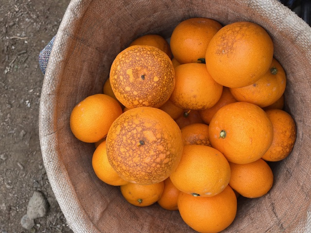 천혜향 병충해 확인 부탁드립니다.