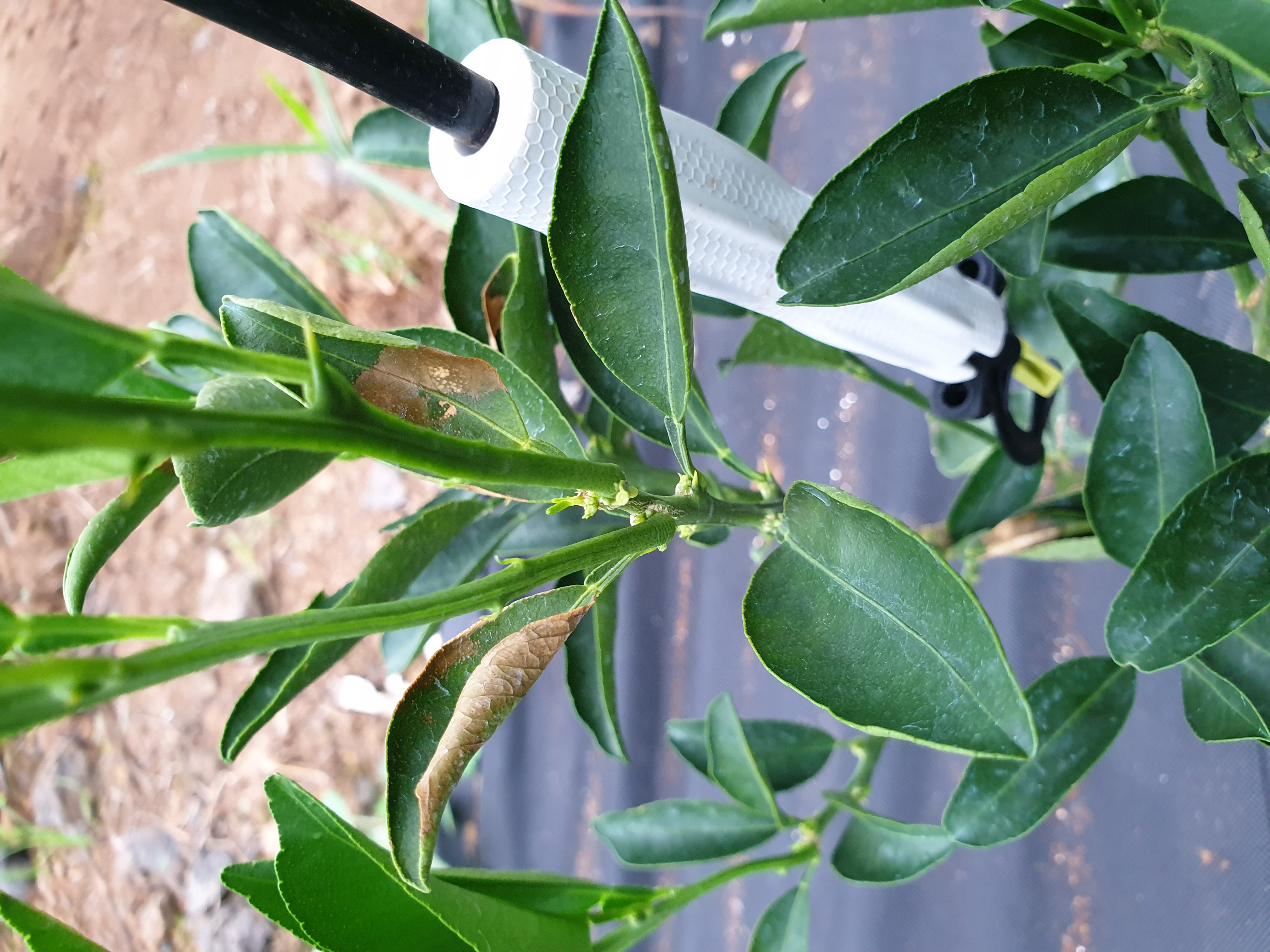 만감류 잎의 이상 징후