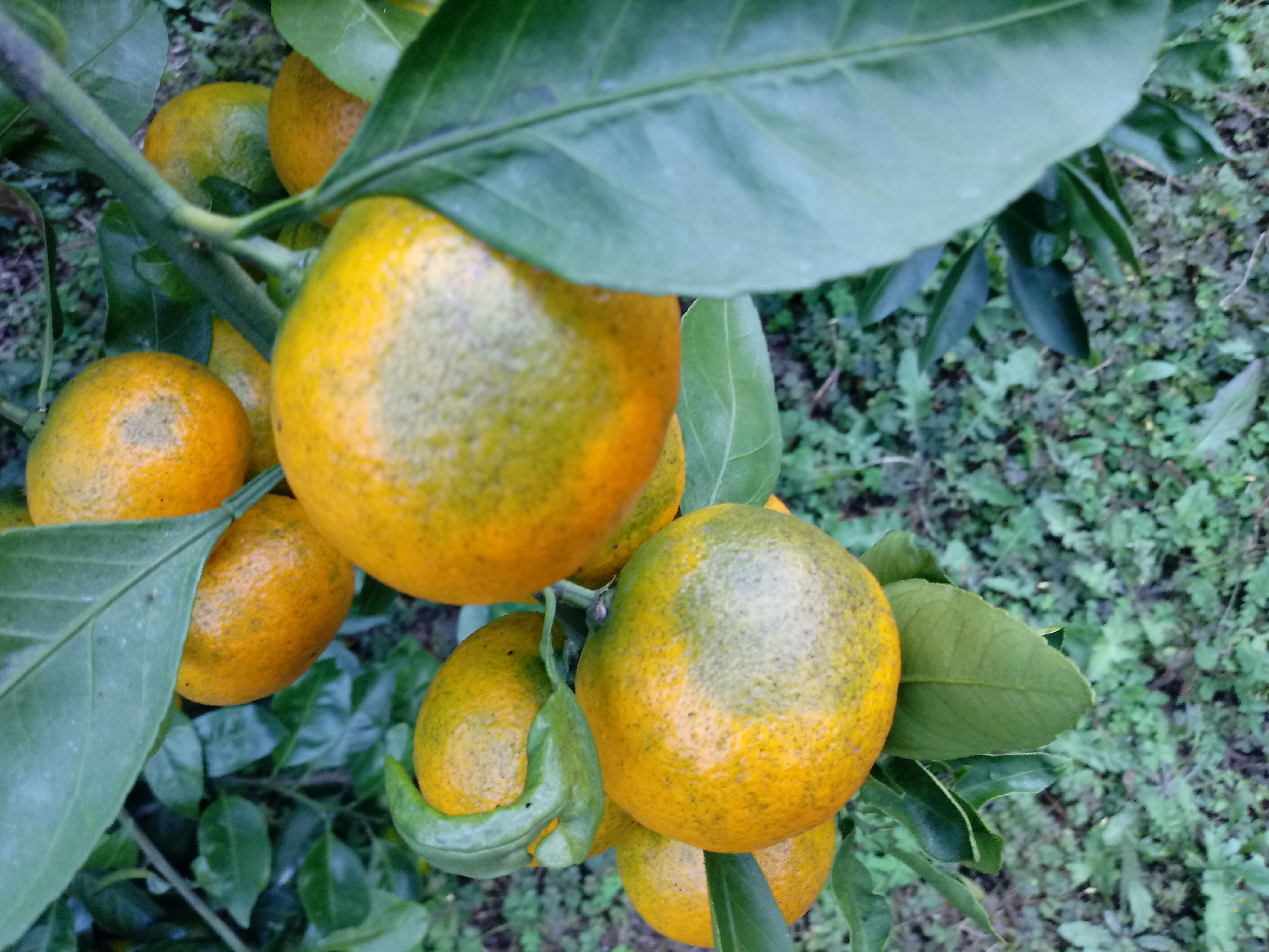 노지조생감귤 어떤병해충인가요?