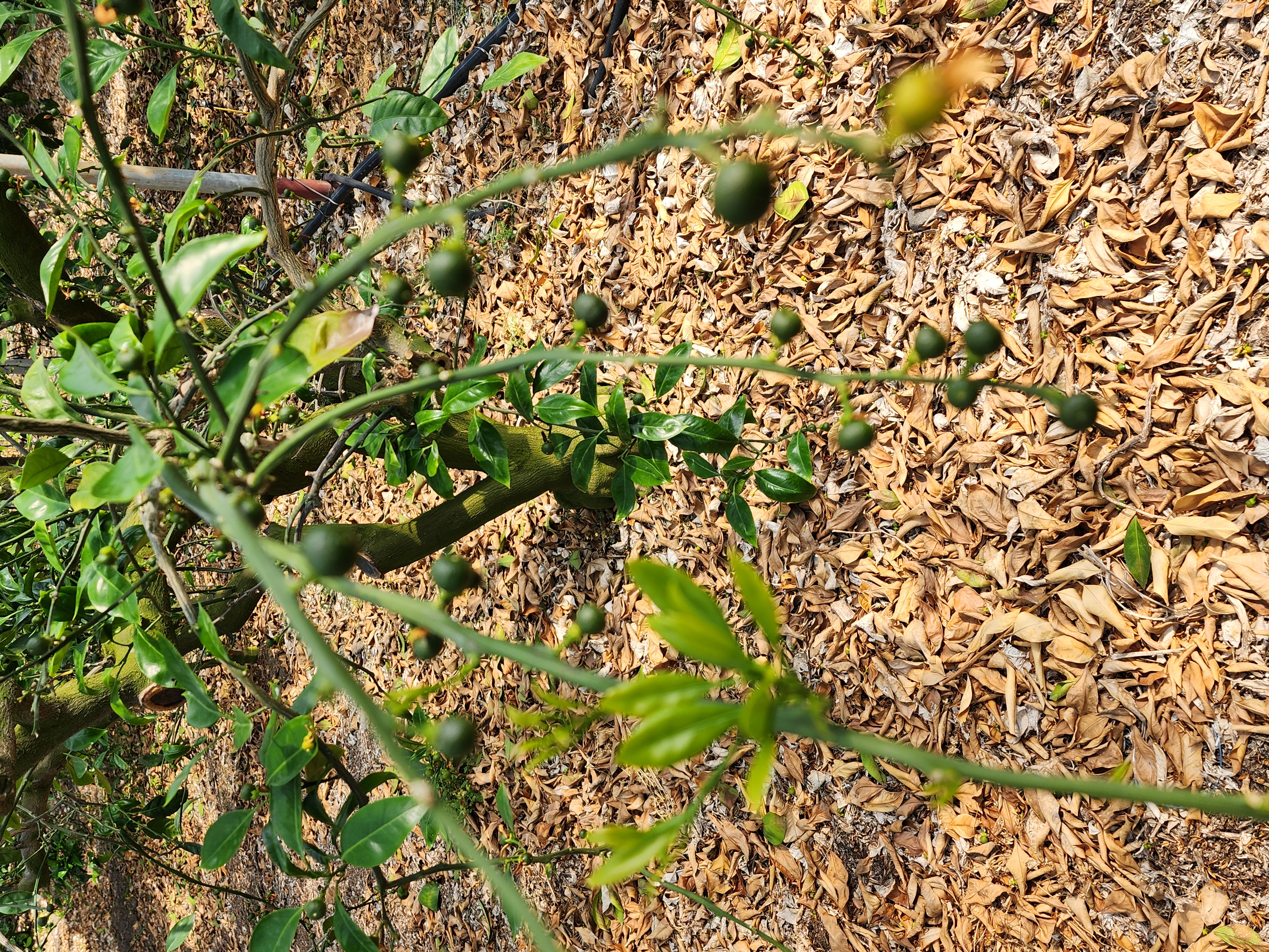 열매달린 나무에 잎이 없어요