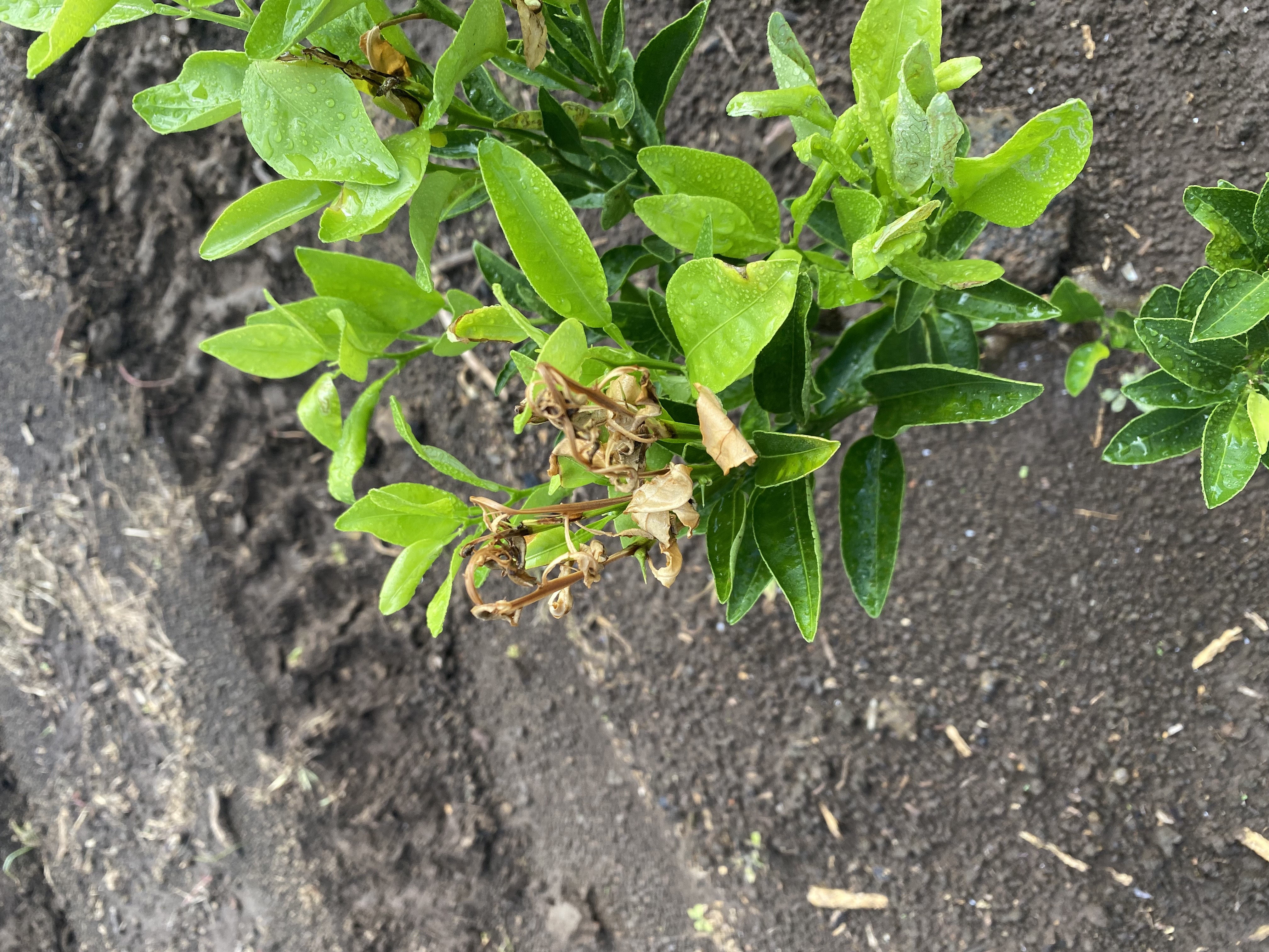 천혜향 묘목입니다. 도움이 필요합니다.