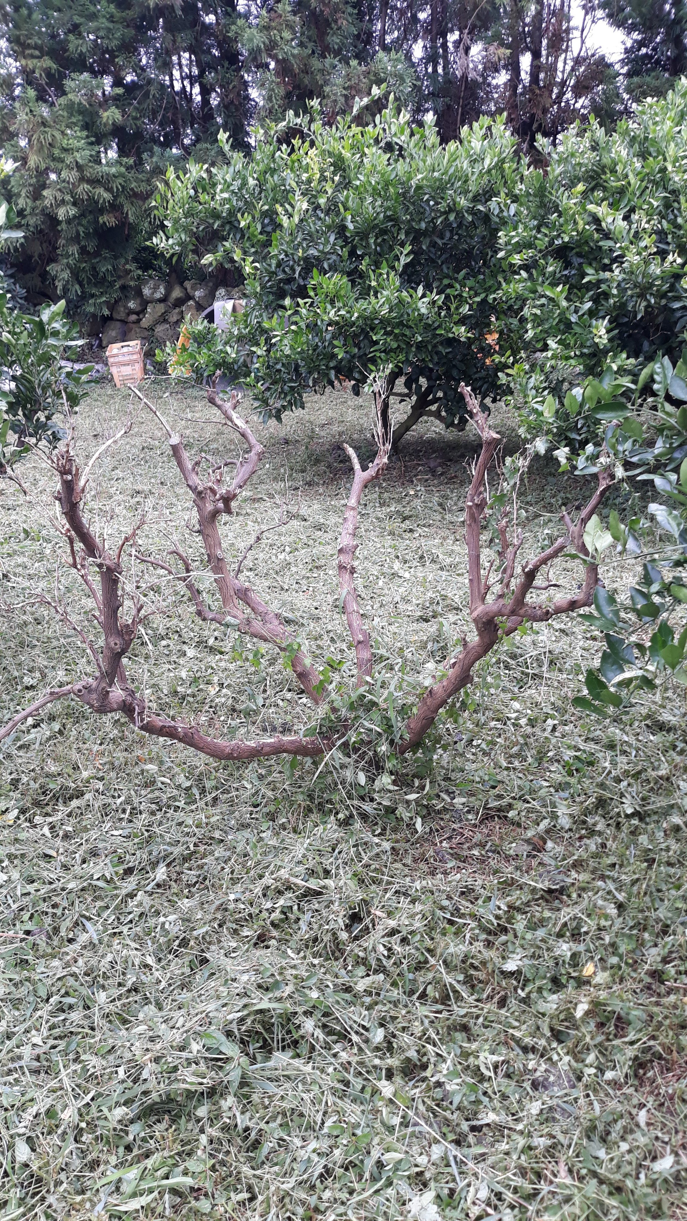 귤나무가 자꾸 죽어갑니다.