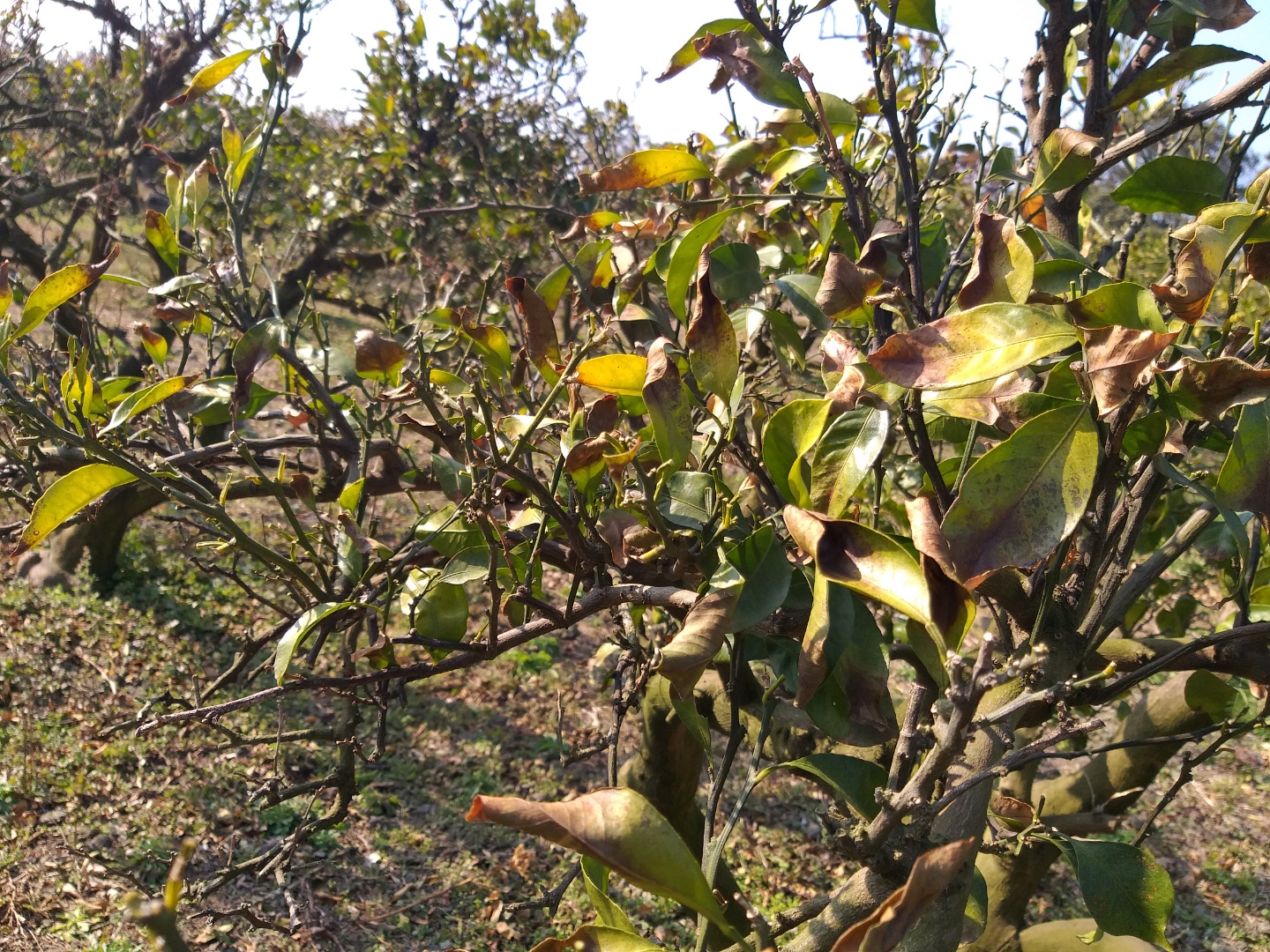 노지감귤 잎부분의 황화현상