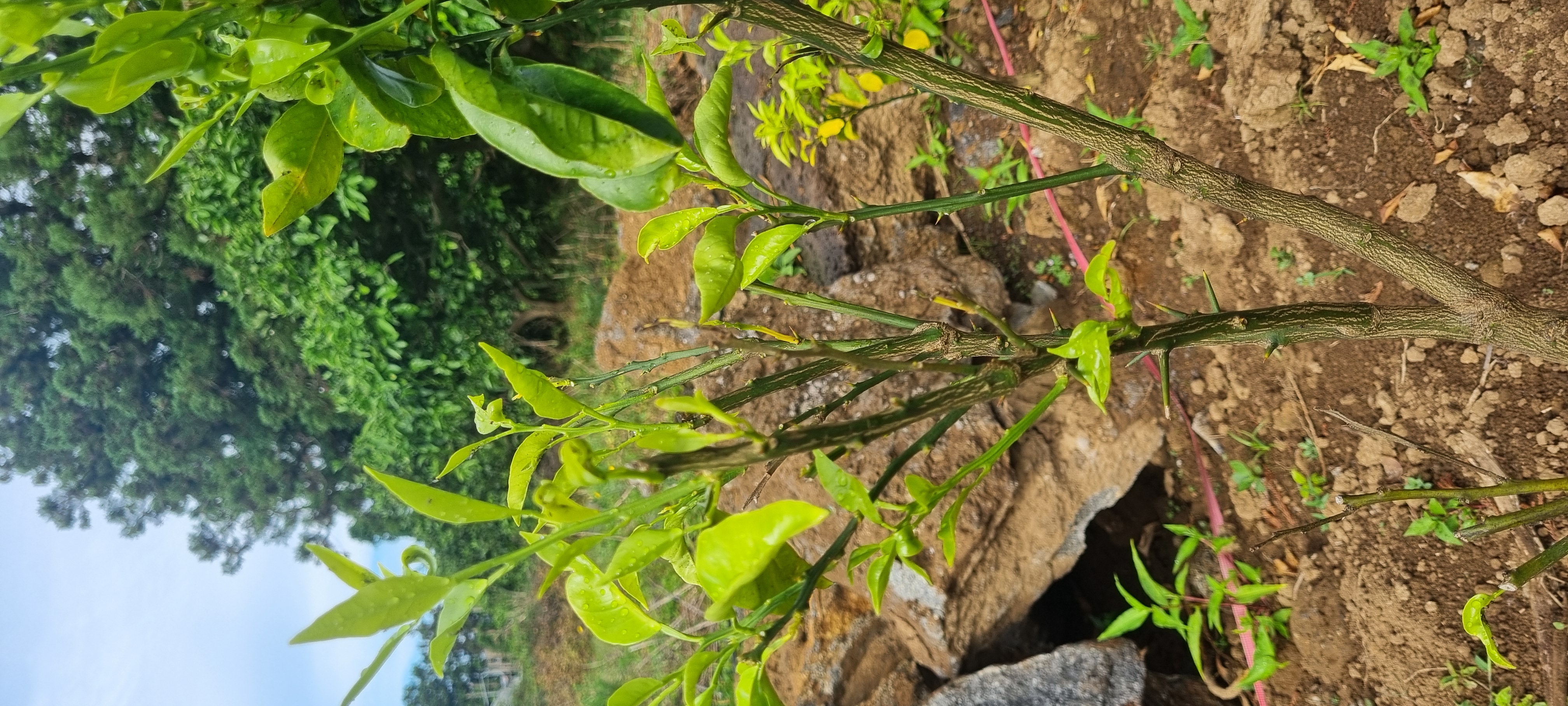 황금향묘목 가지마름