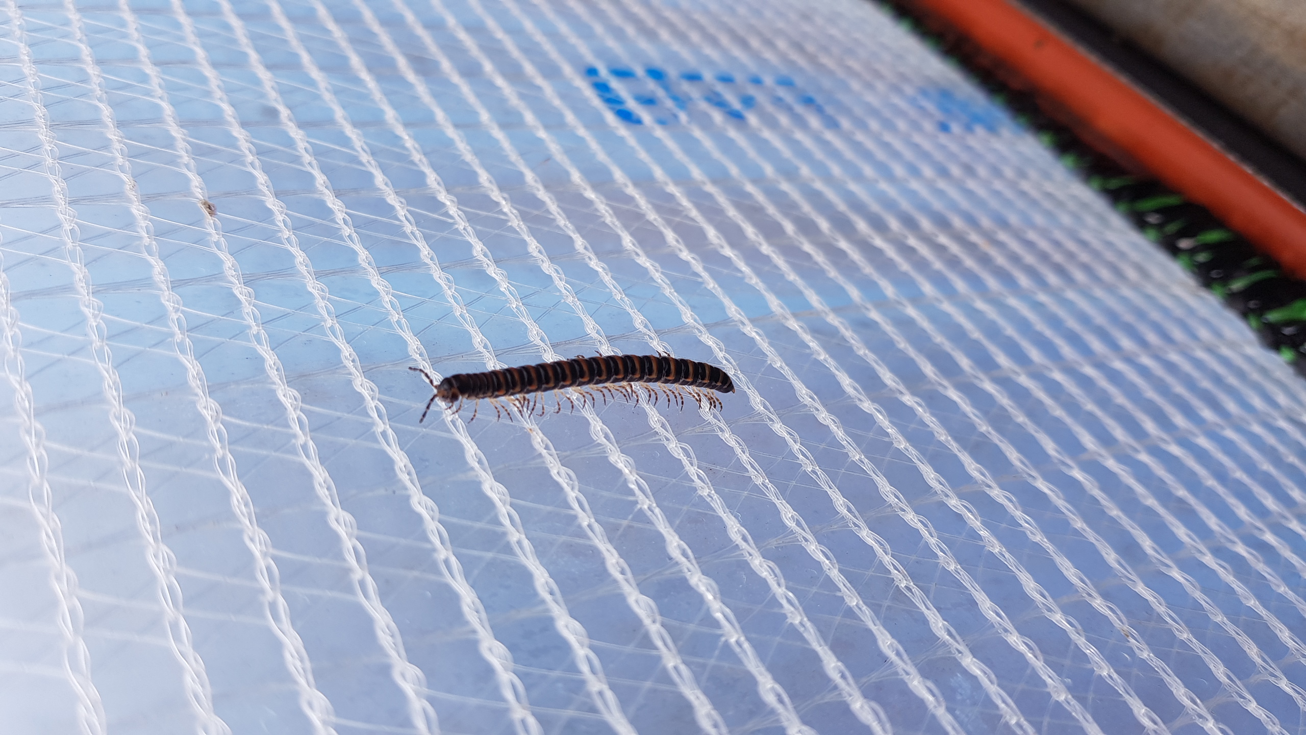 무슨벌레인가요?