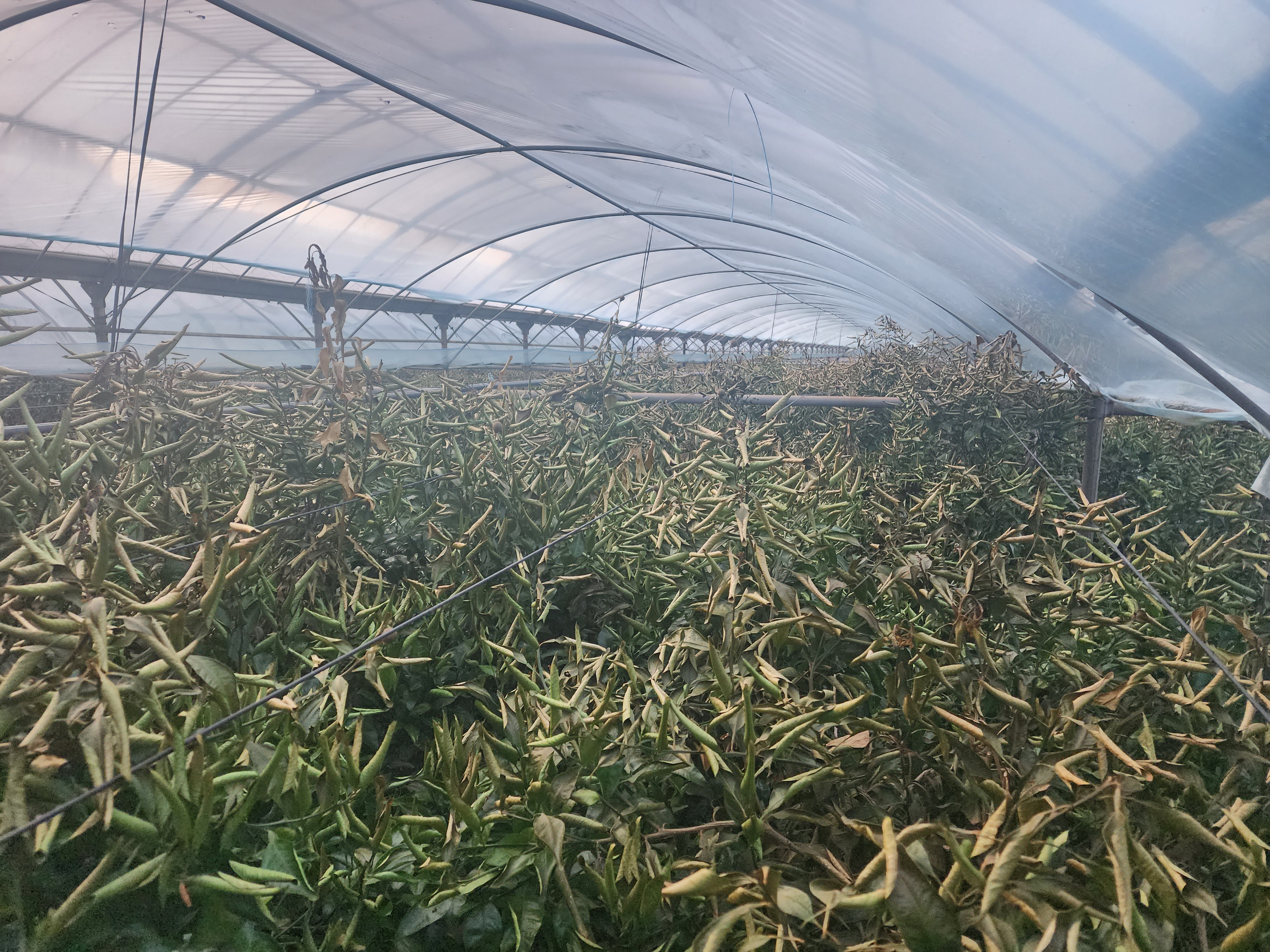 한라봉 수목 일부분 타버림