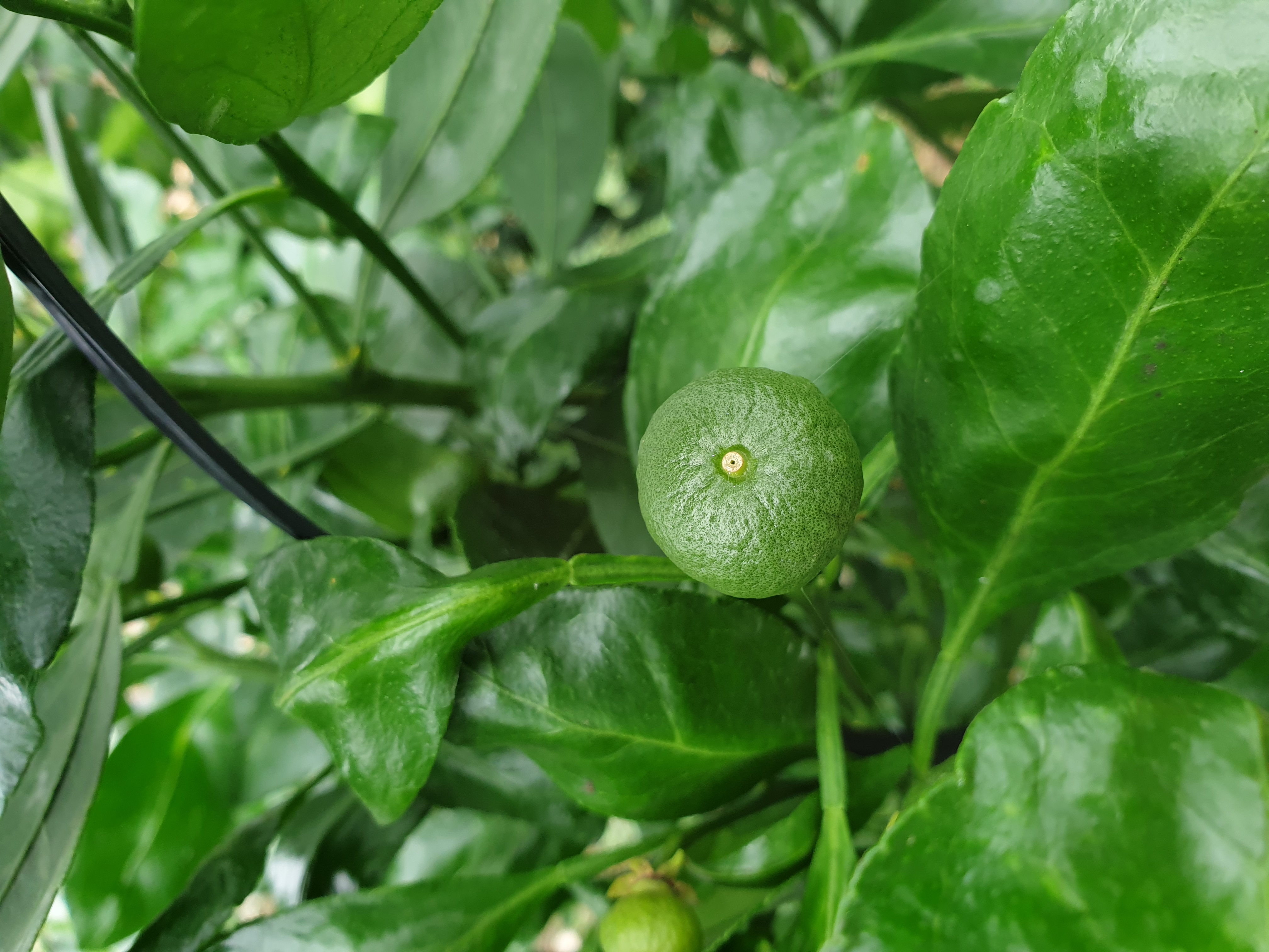 레드향 열매 관련