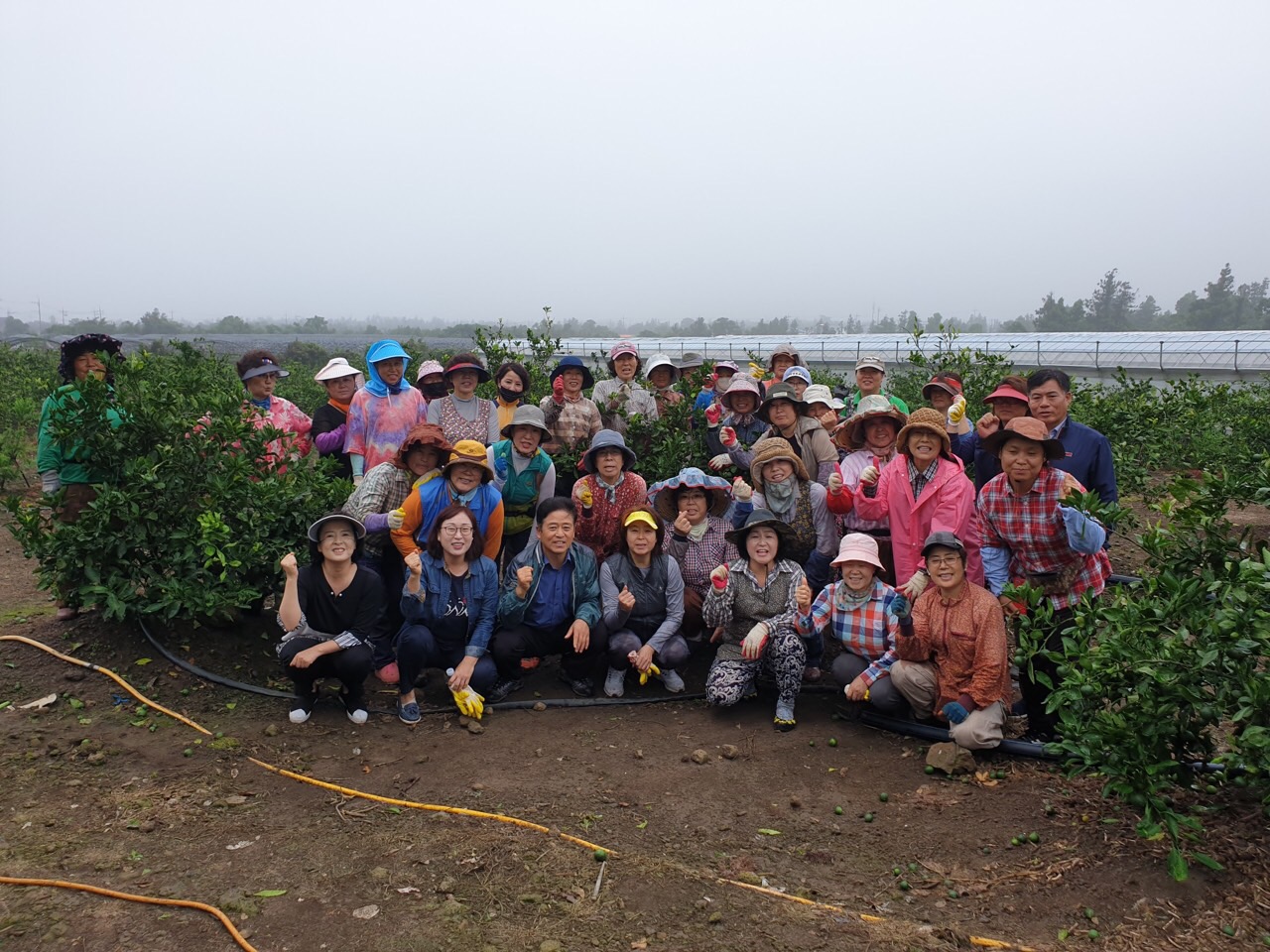 생활개선회 감귤열매솎기 봉사활동