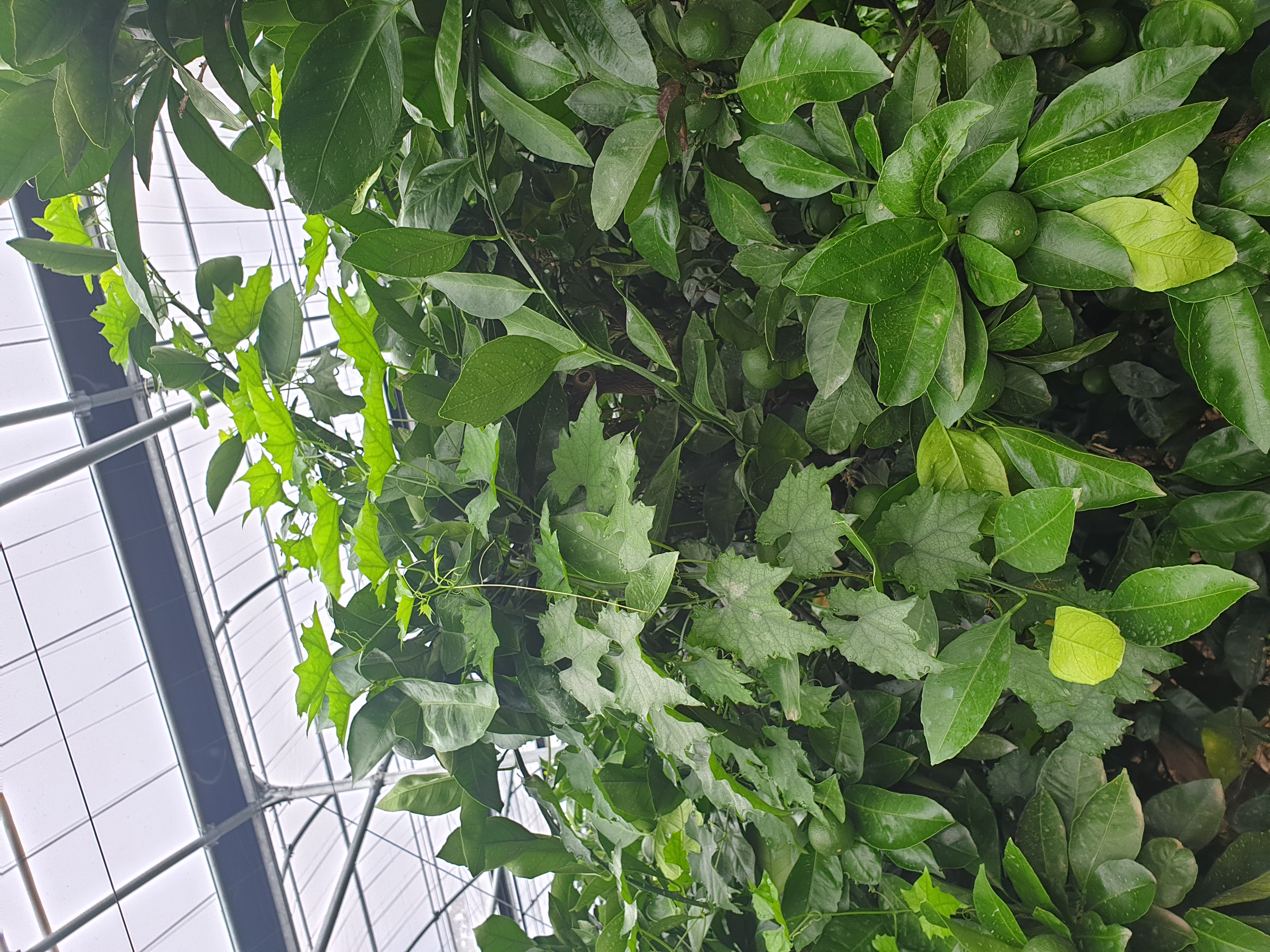 잡초 제거 방법이 궁금합니다