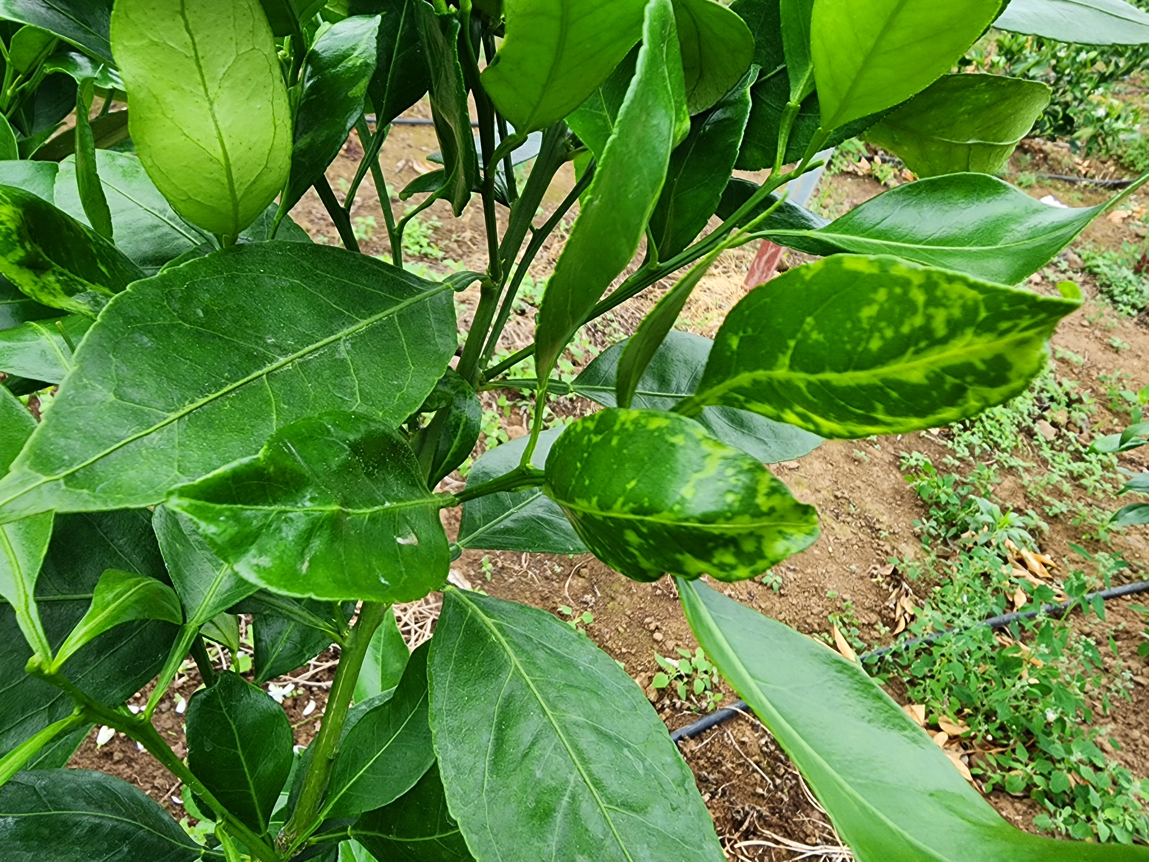 레드향 이상 현상