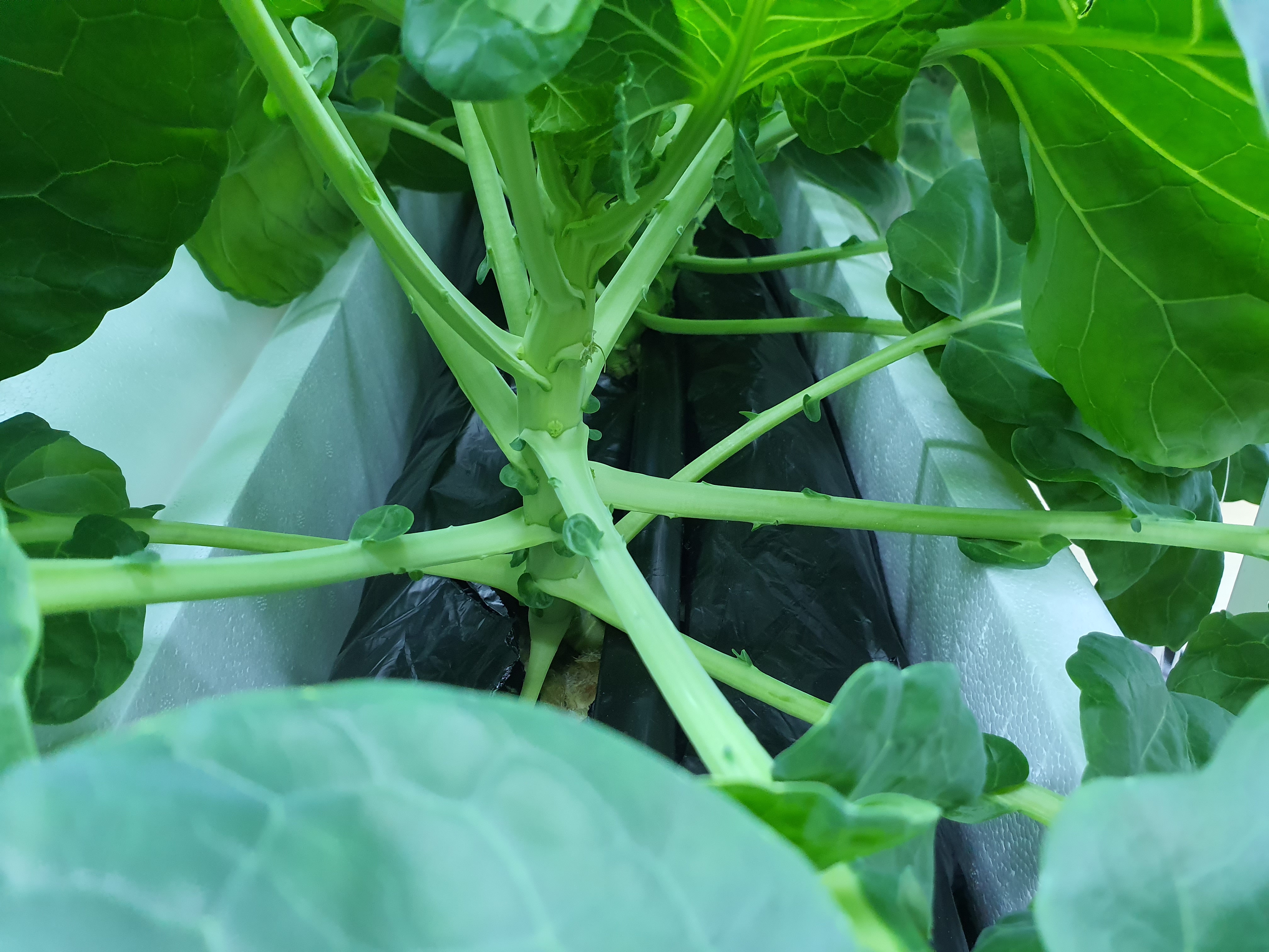 방울양배추 결구를 위한 노엽 제거?