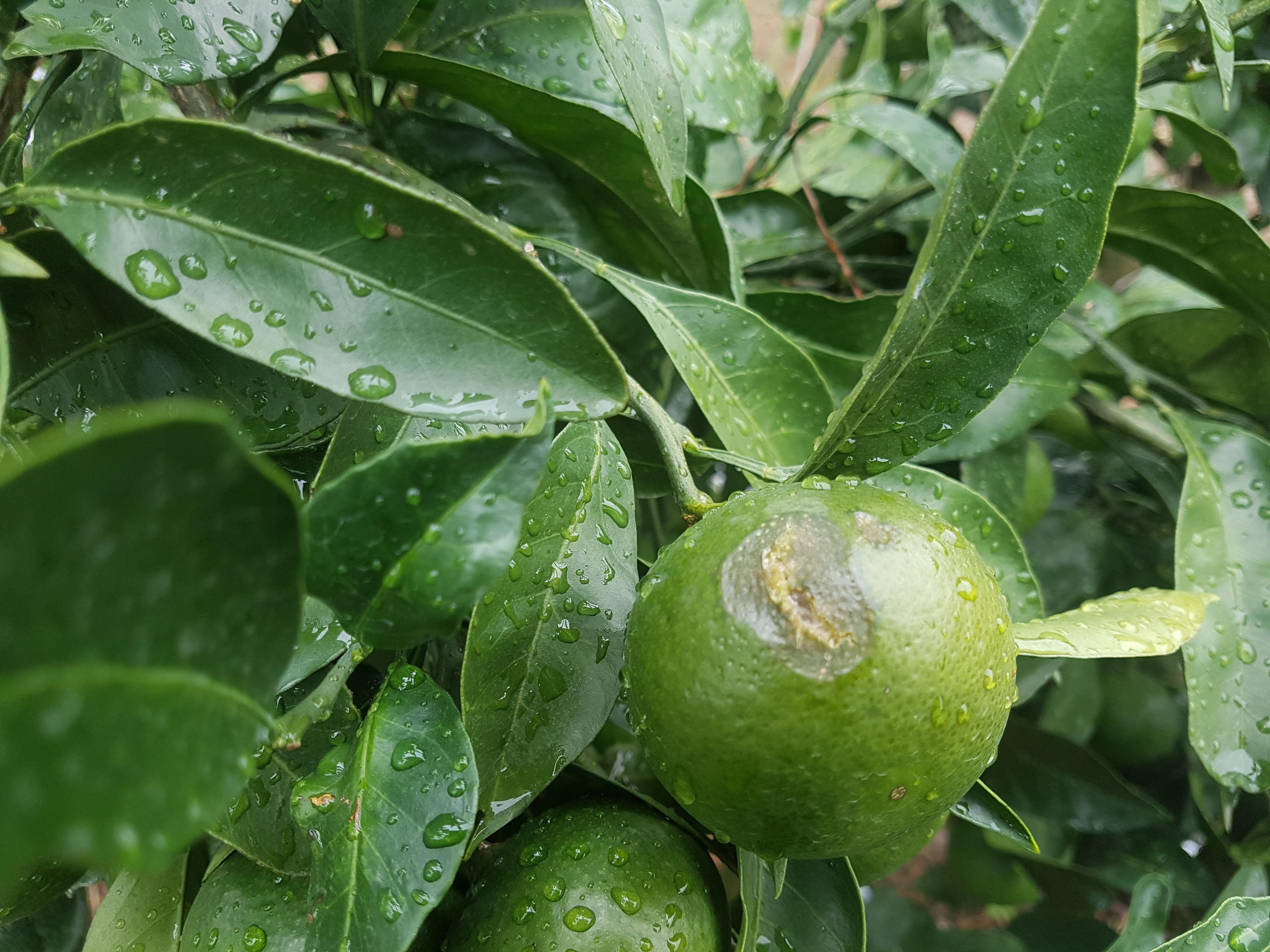 병해충 명밎 원인과 방제방법을 알려주세요