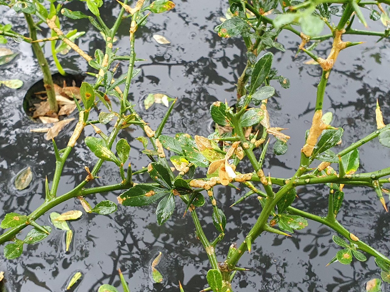 탱자병해 관련 문의 입니다.