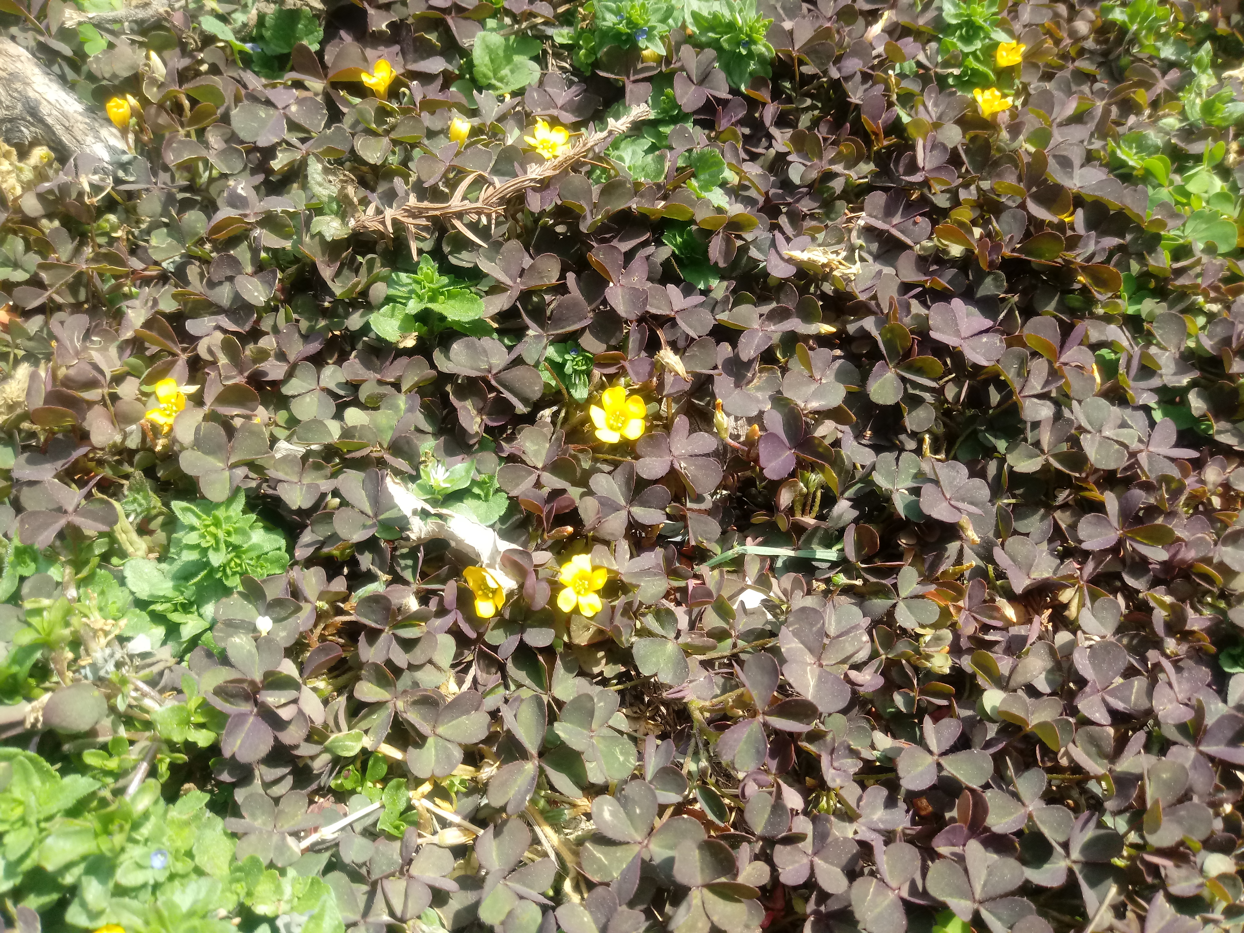 초생재배 관련 질문