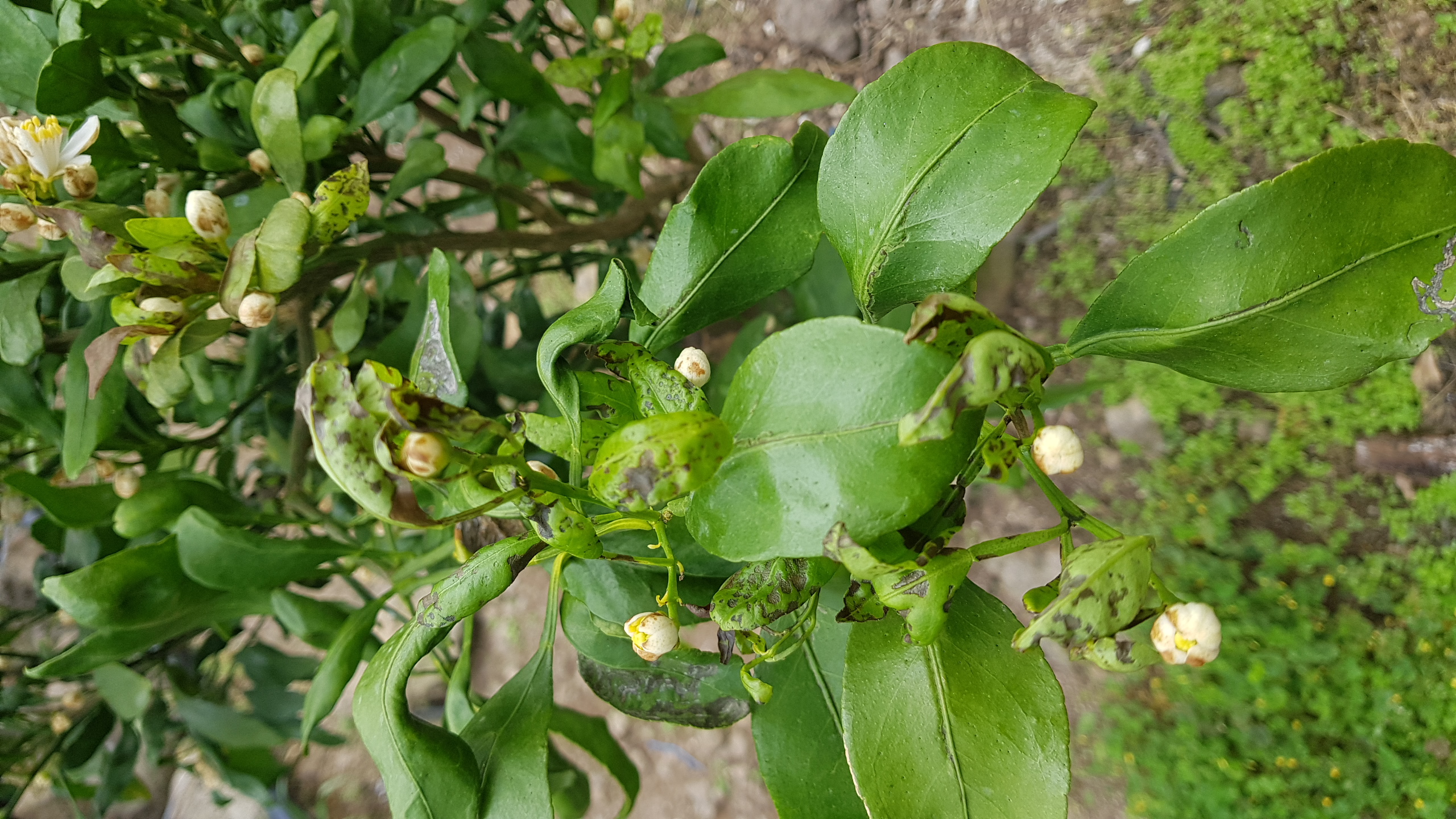 레드향나무관련