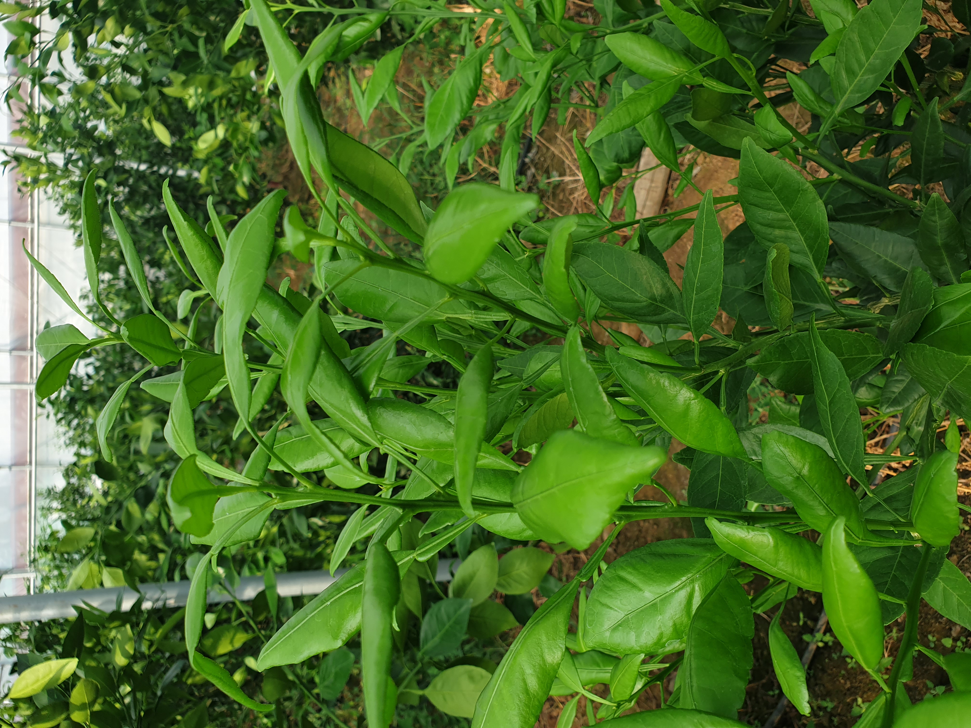 레드향 잎 변형