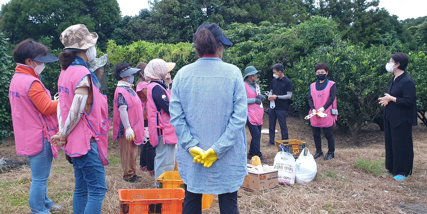 농업인단체 감귤 열매솎기 봉사활동