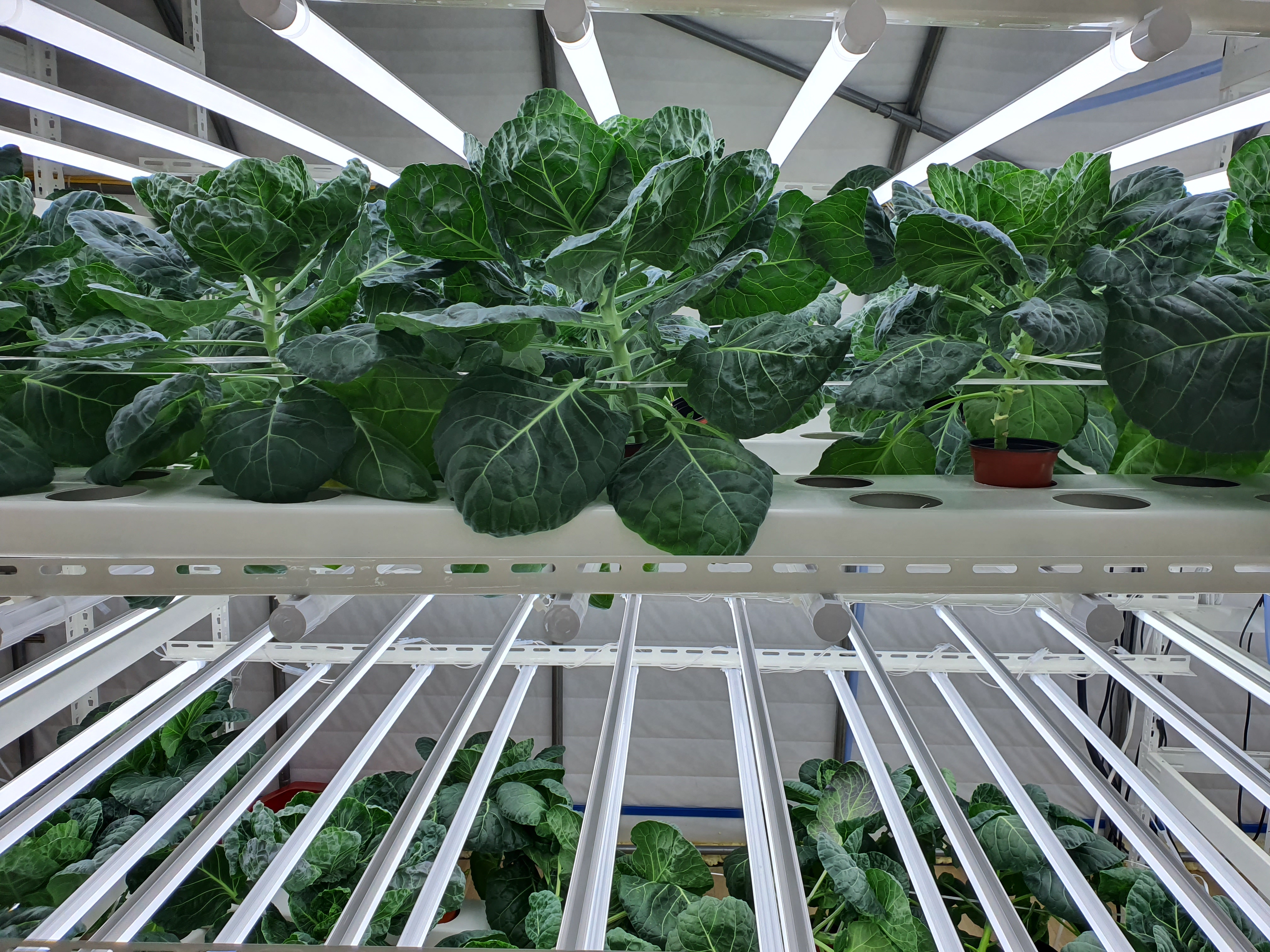 수경재배 방울다다기양배추 재배관련