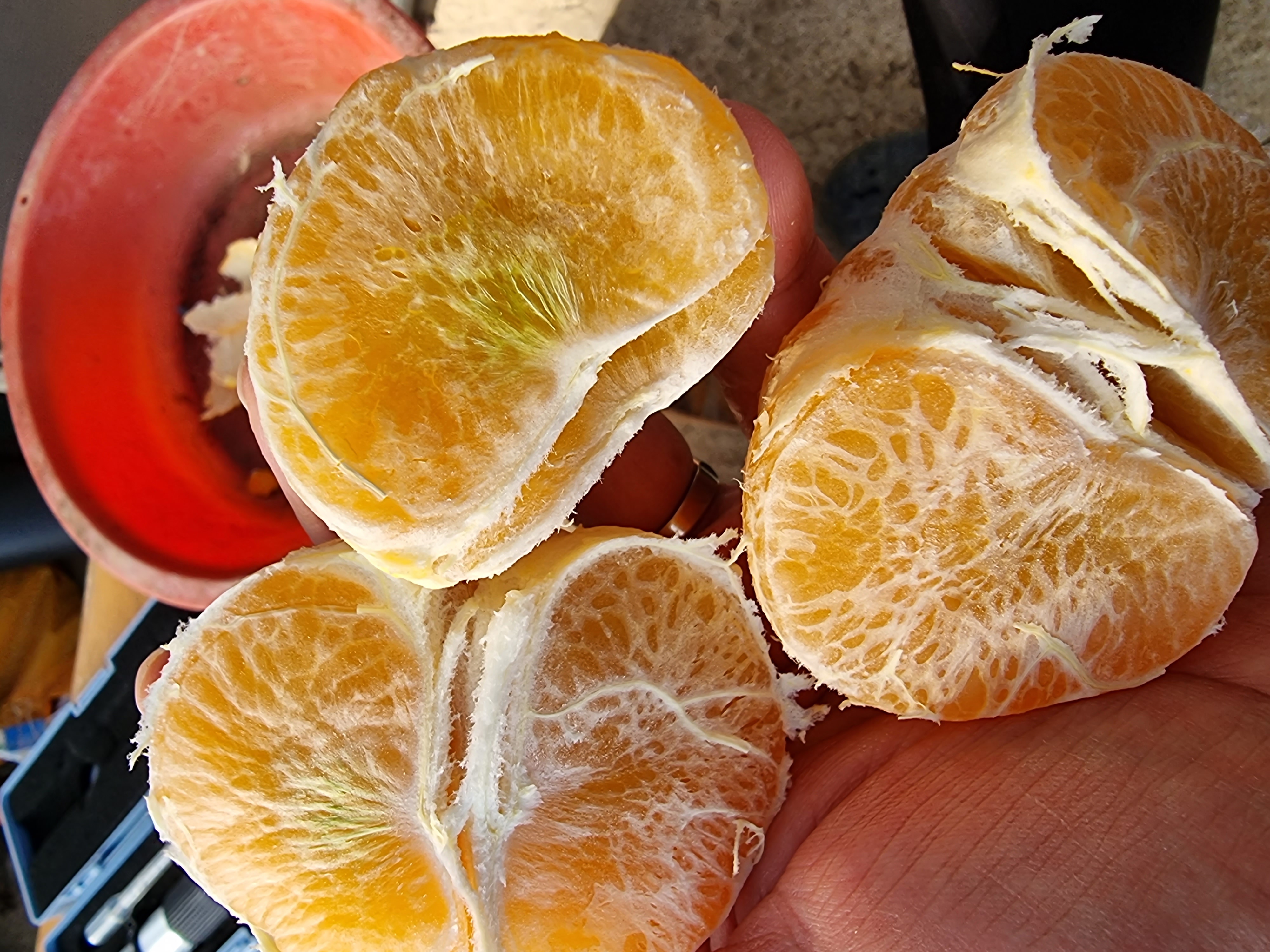 천혜향 과육에 초록색은 왠지요?