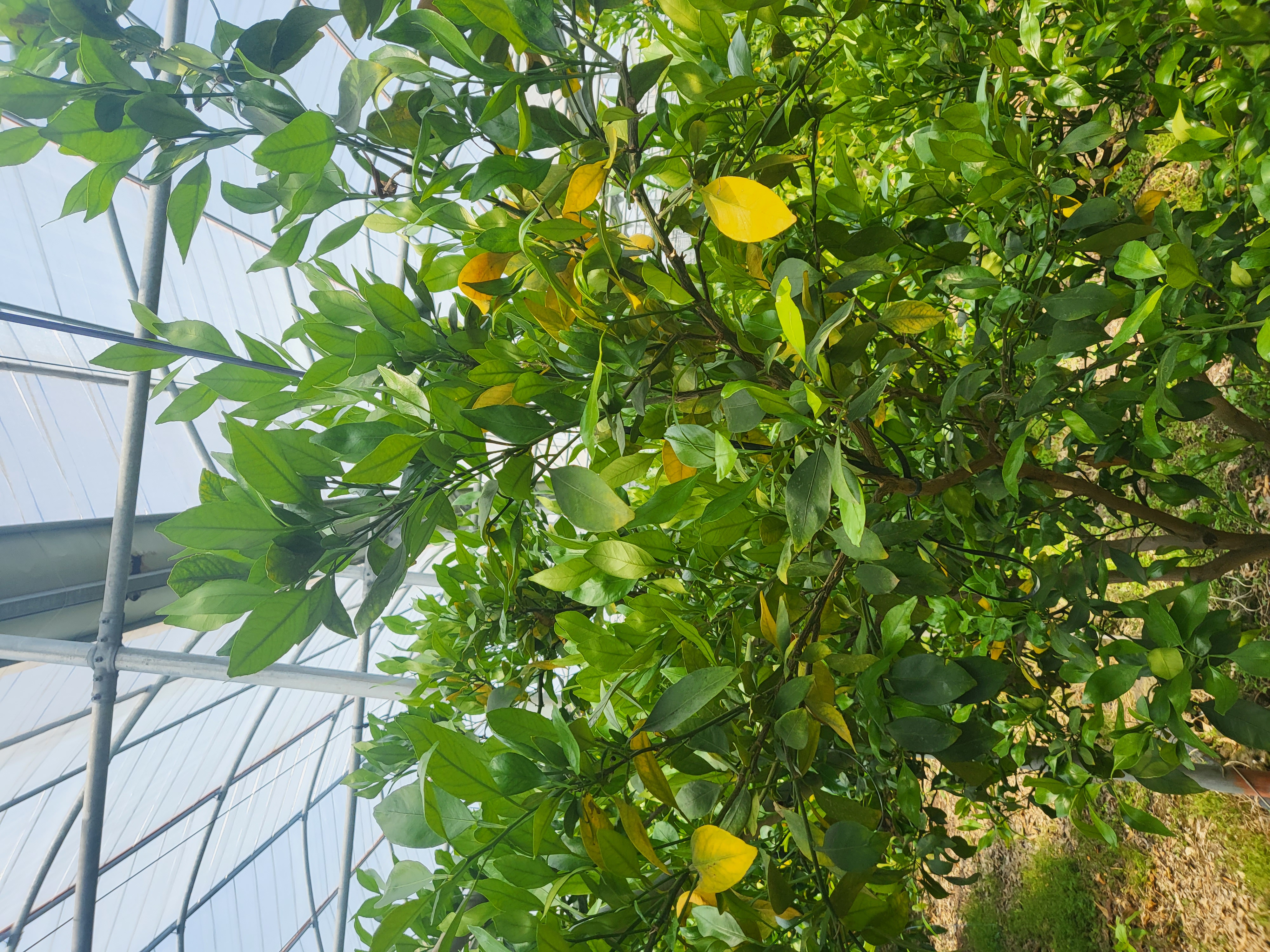 노랗게 변하는 레드향잎사귀