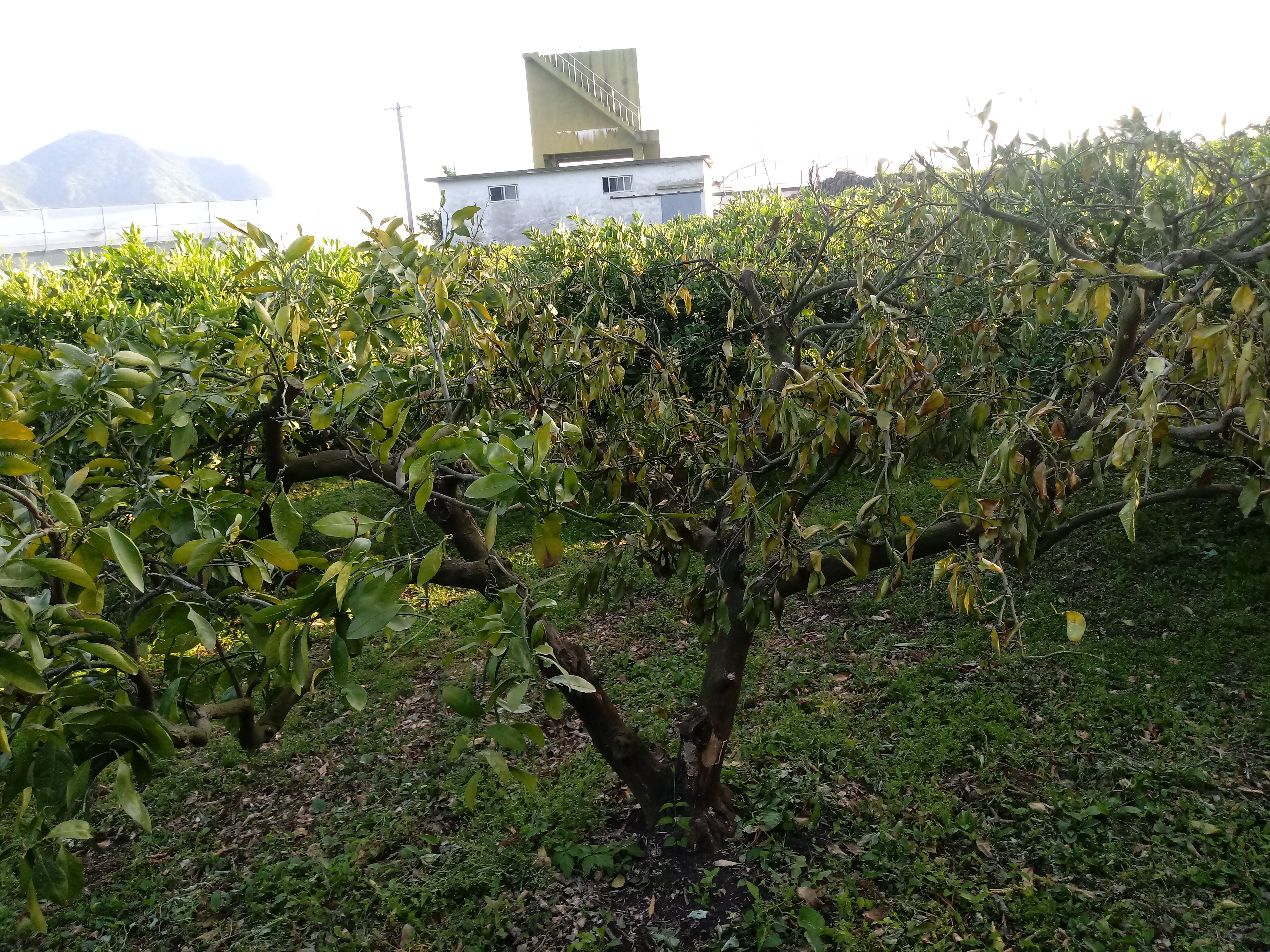 감귤나무가 죽어가요ㅠㅠ