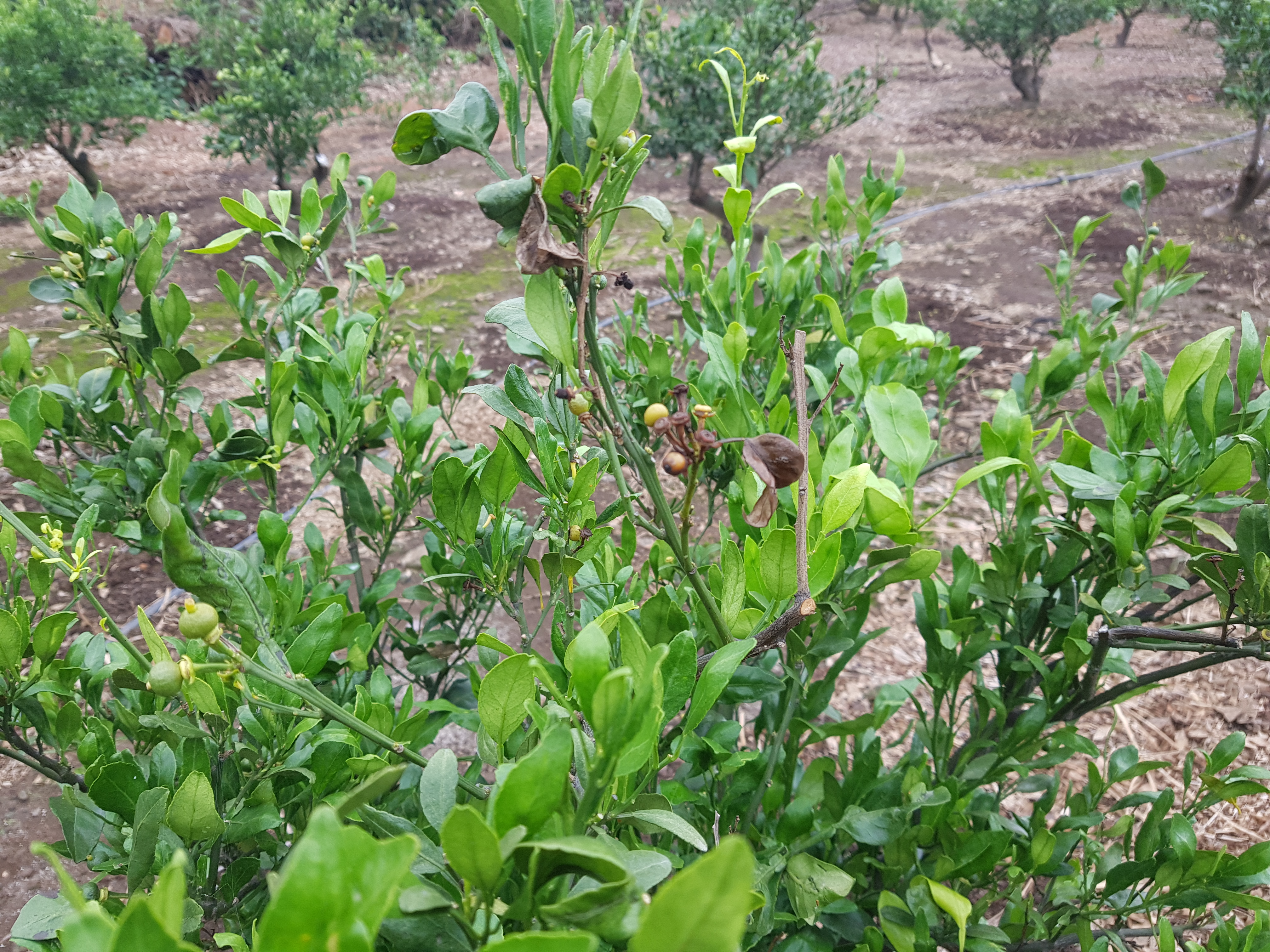 노지레드향 가지 마름