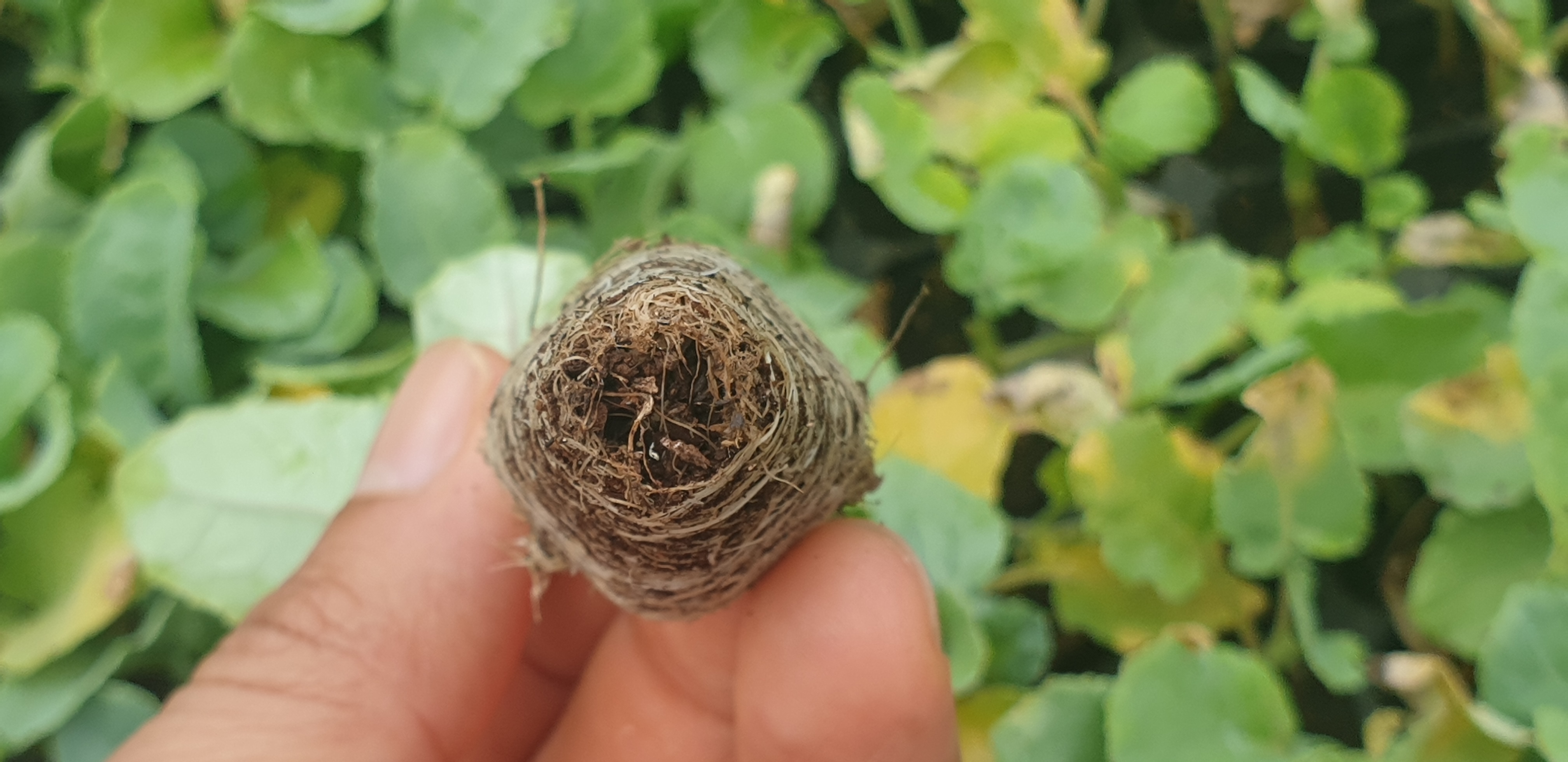 묘종 해충? 병? 알?