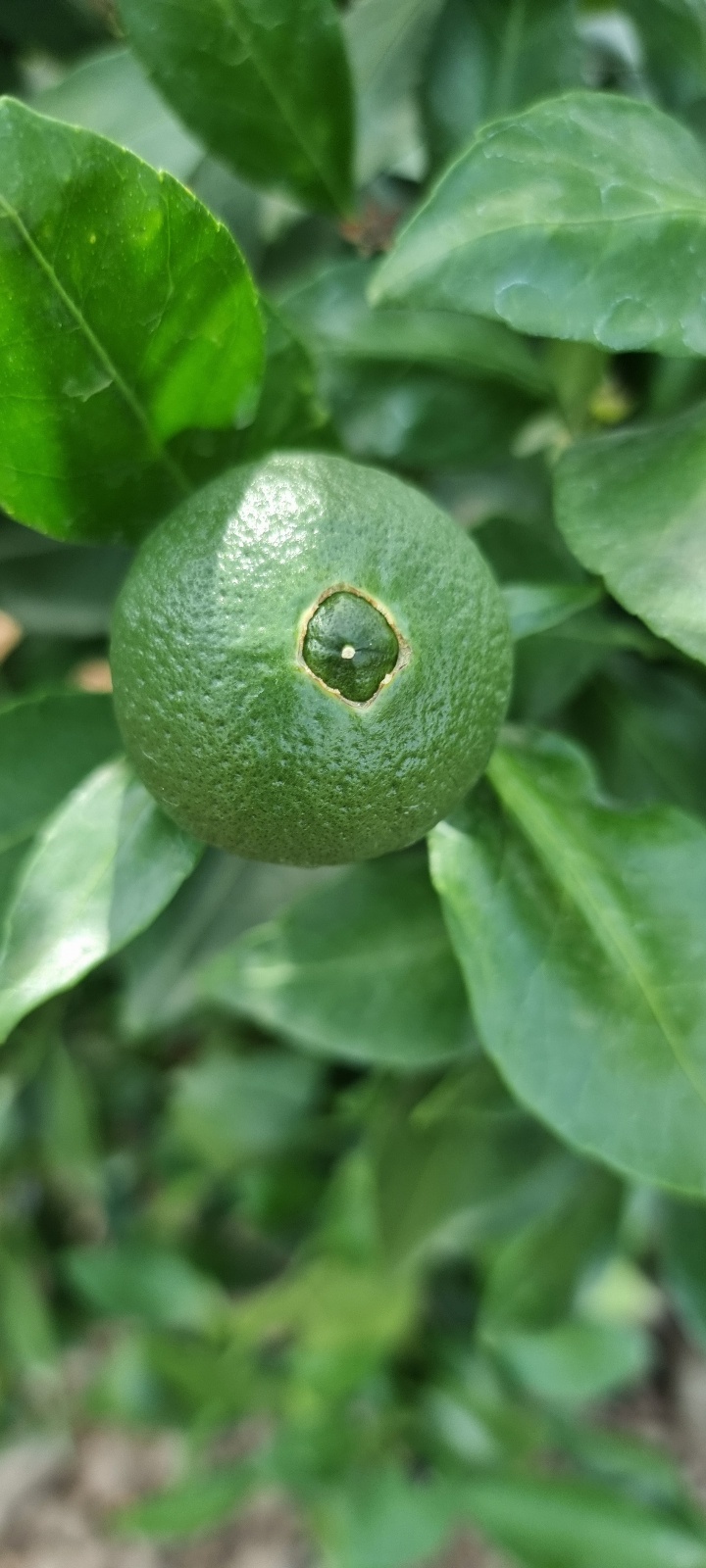 레드향 열매 배꼽 문의