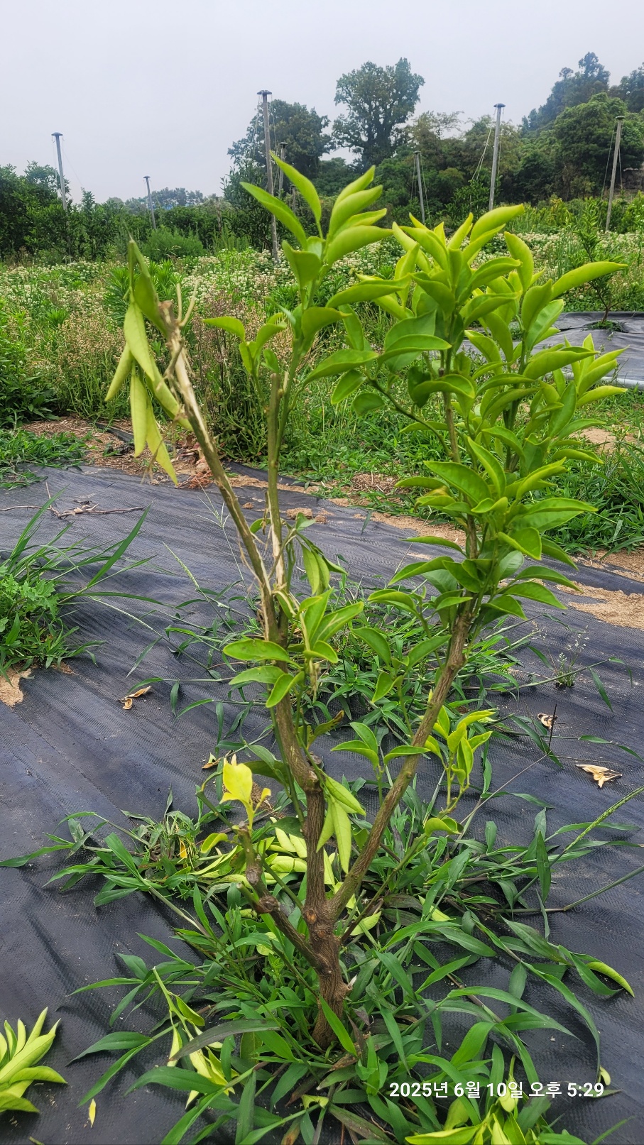 유목 조수피해여부