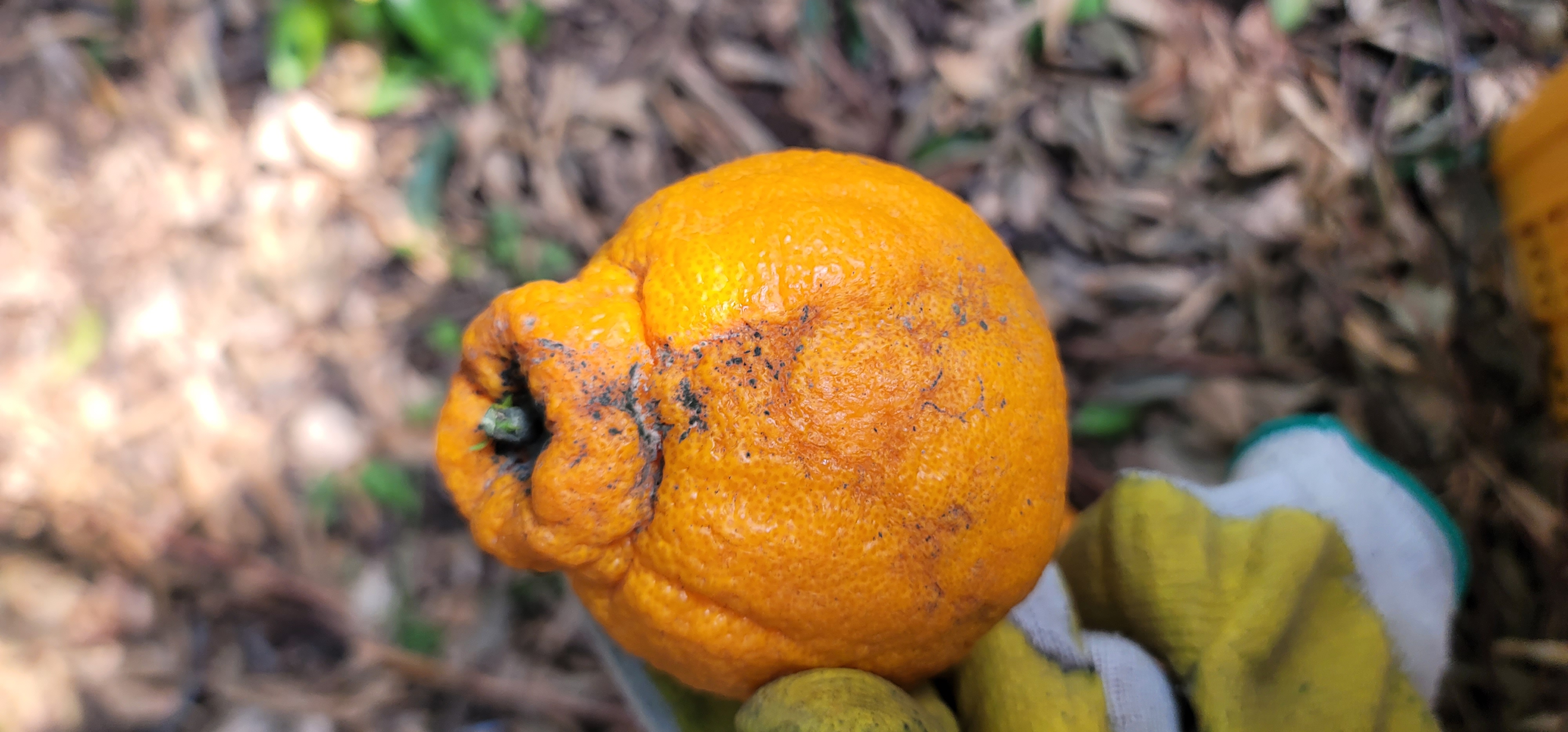 한라봉 병충해관련 문의