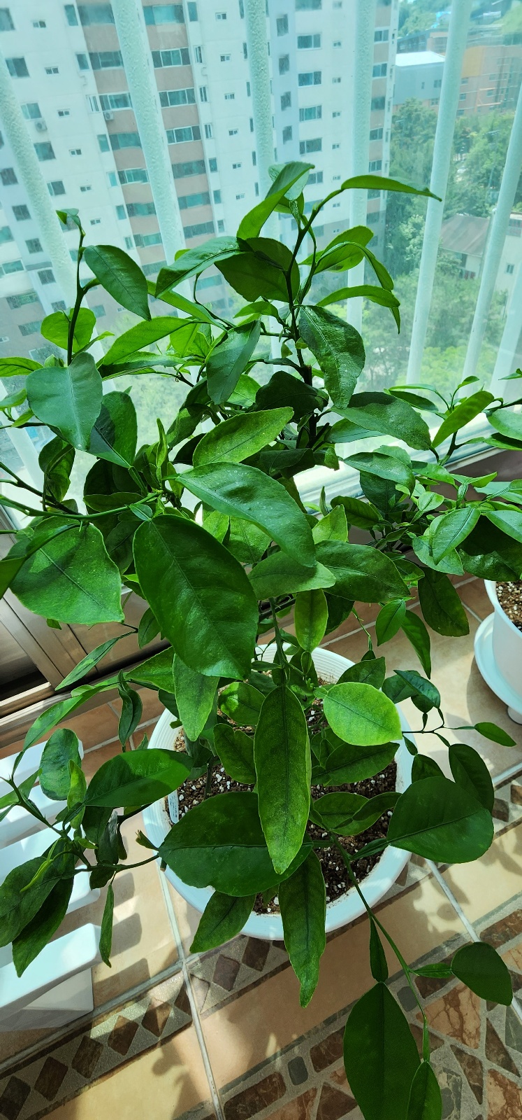 베란다에서 키우는 천혜향에 관한 문의입니다.