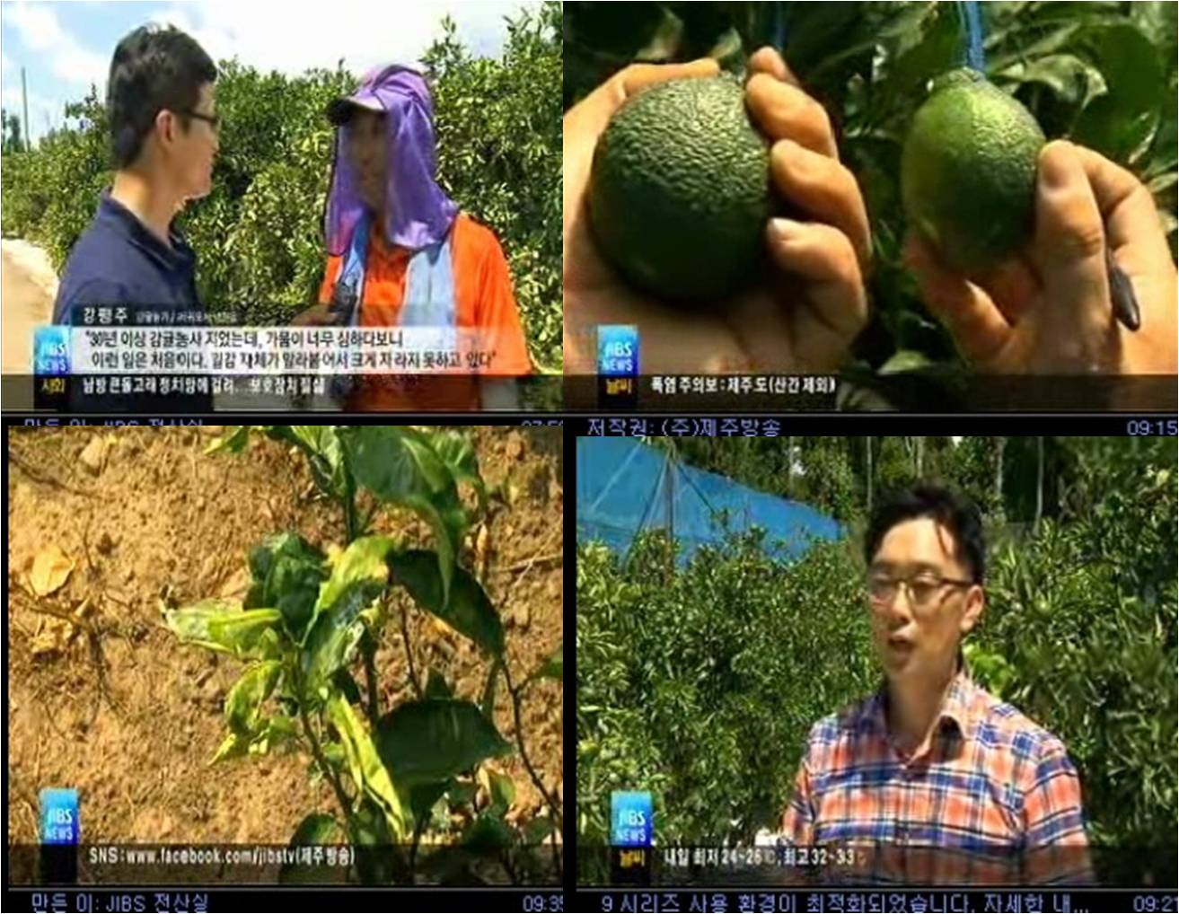 제주 타들어간다 - 가뭄...감귤농가 어쩌나(인터뷰, 현광철, 8.13) JIBS