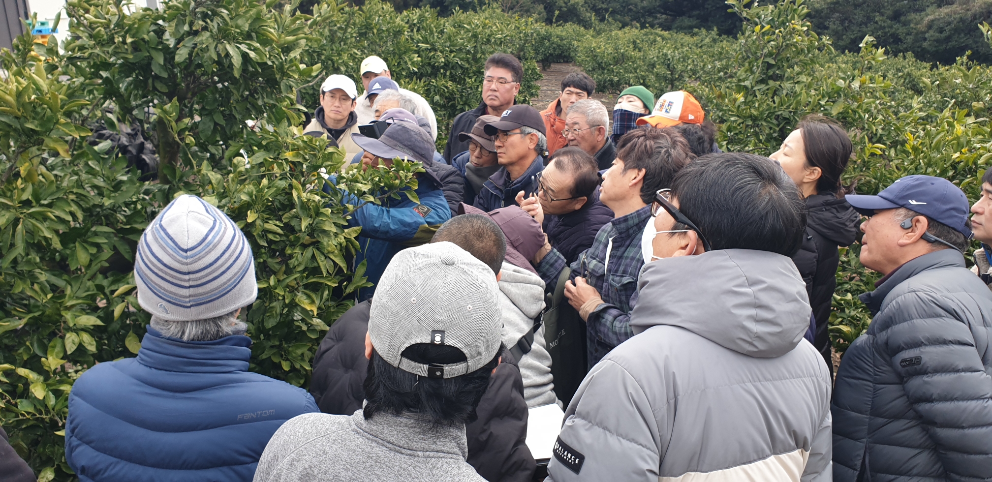 2024년 감귤 정지·전정교육