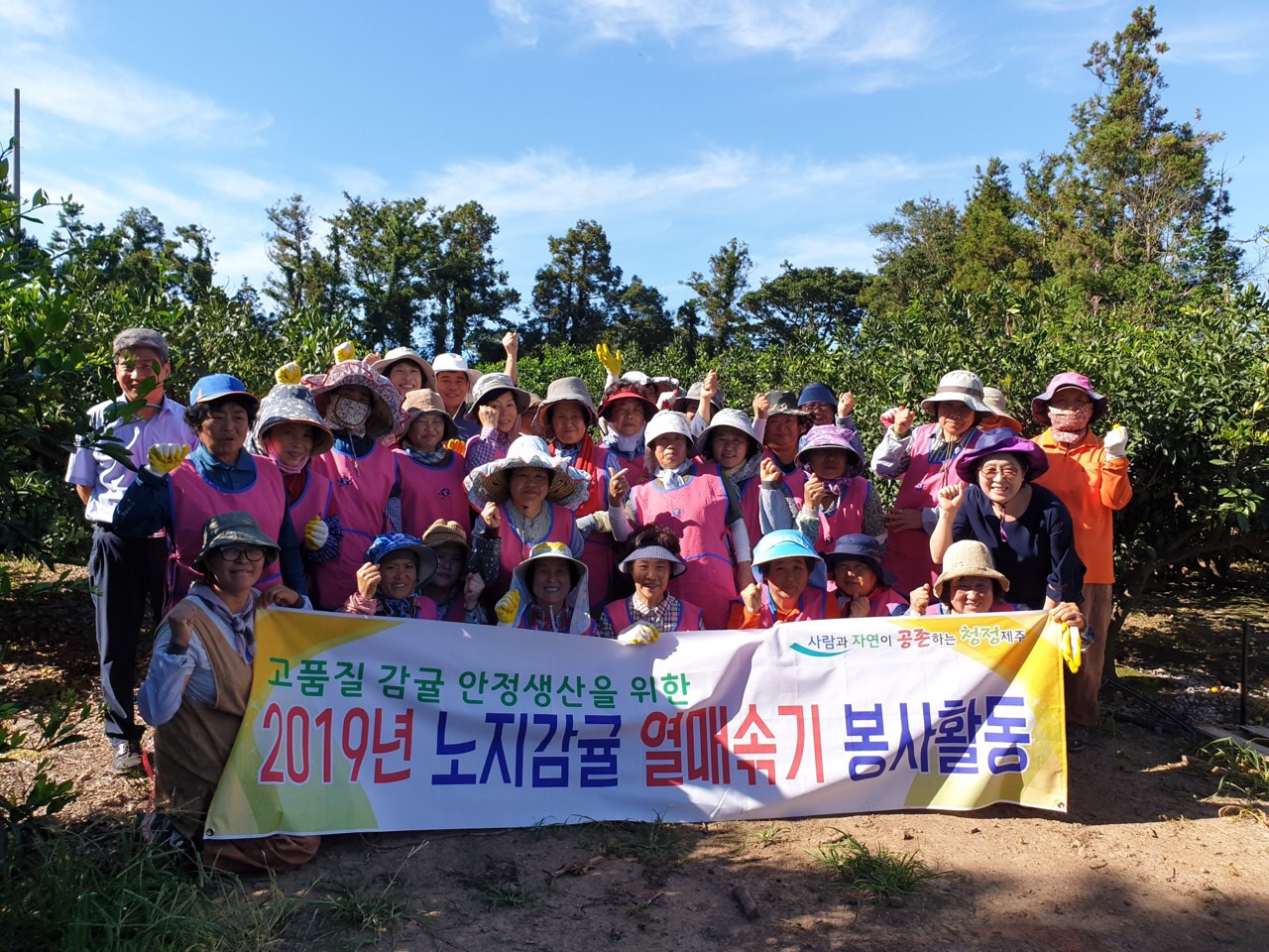 한경면 농업인단체 감귤 열매솎기 봉사활동